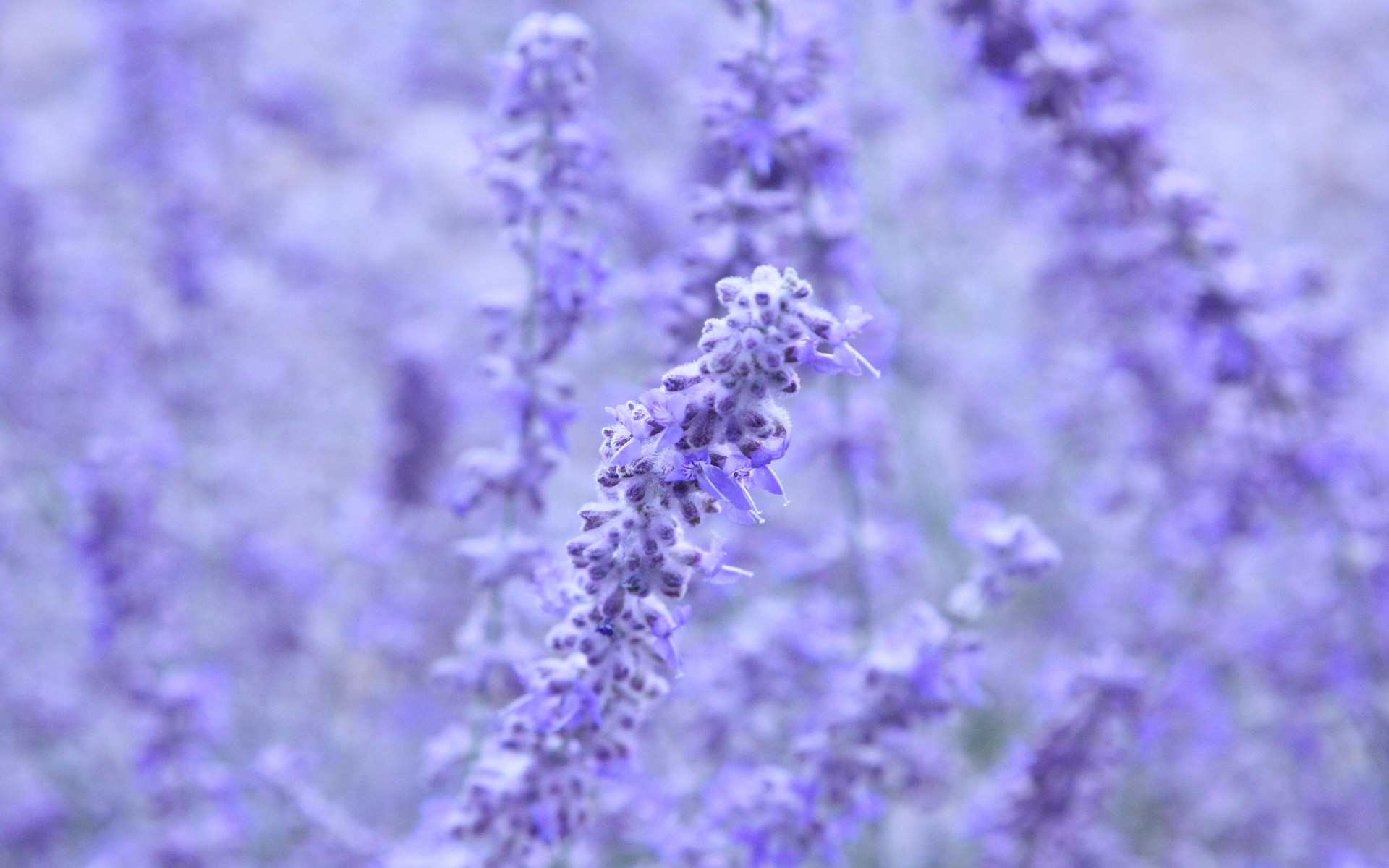 Lavender Colored Flowers