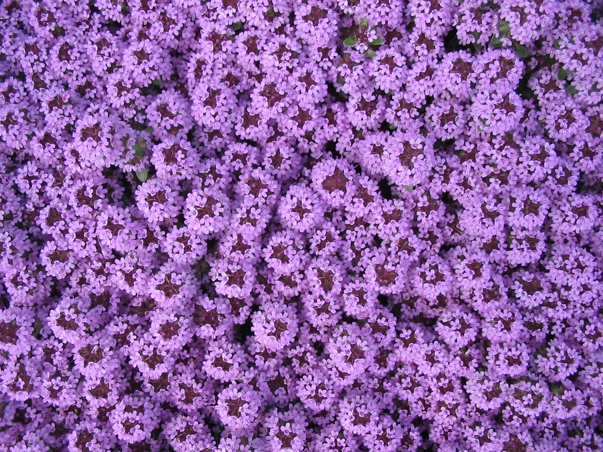 Free Images blossom, flower, purple, bloom, spring, herb, blue, flora, background, violet, beautiful, pretty, blossomed, garden design, carpet of flowers,