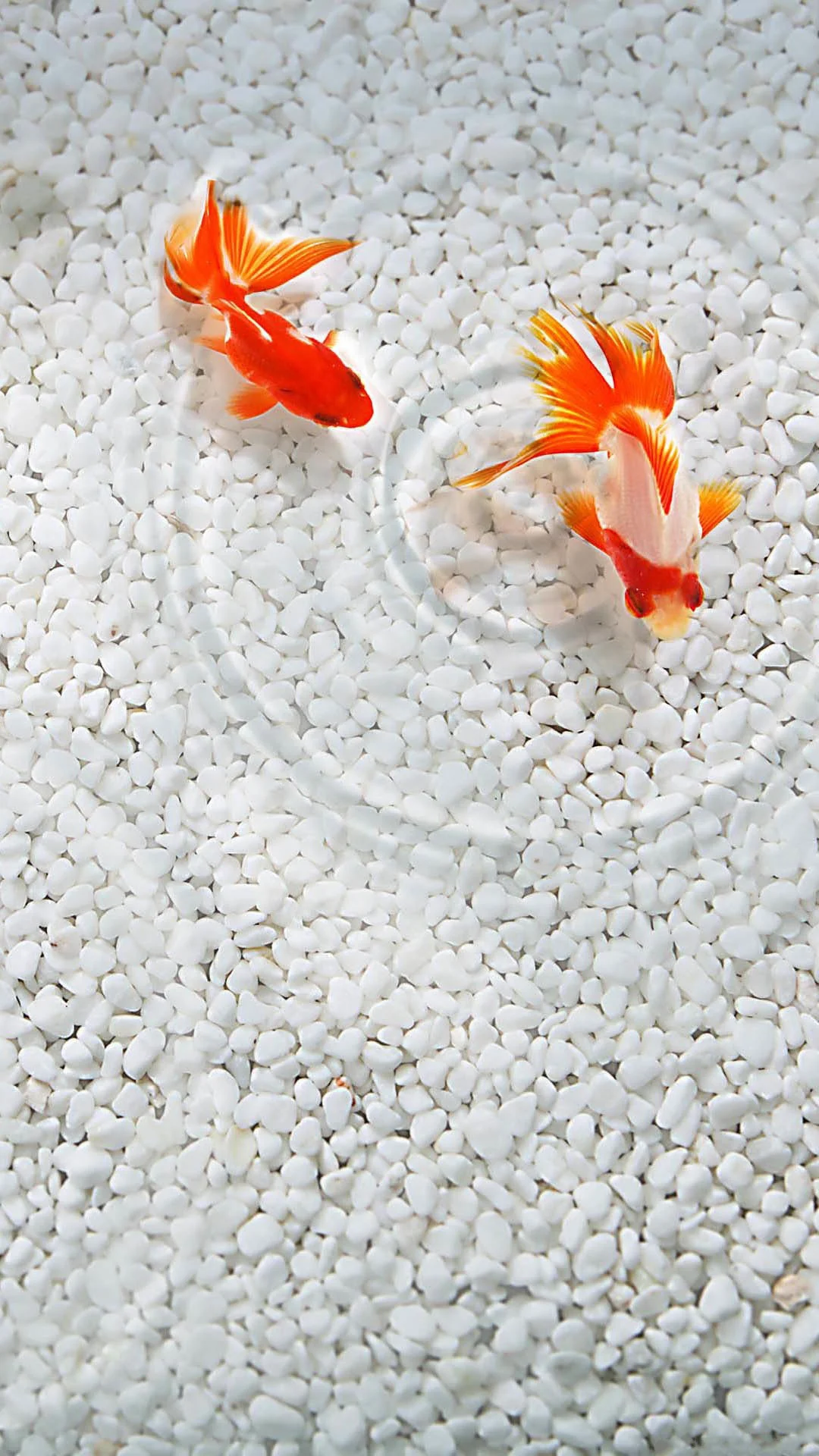 Orange Coy Fish White Sand Android Wallpaper …