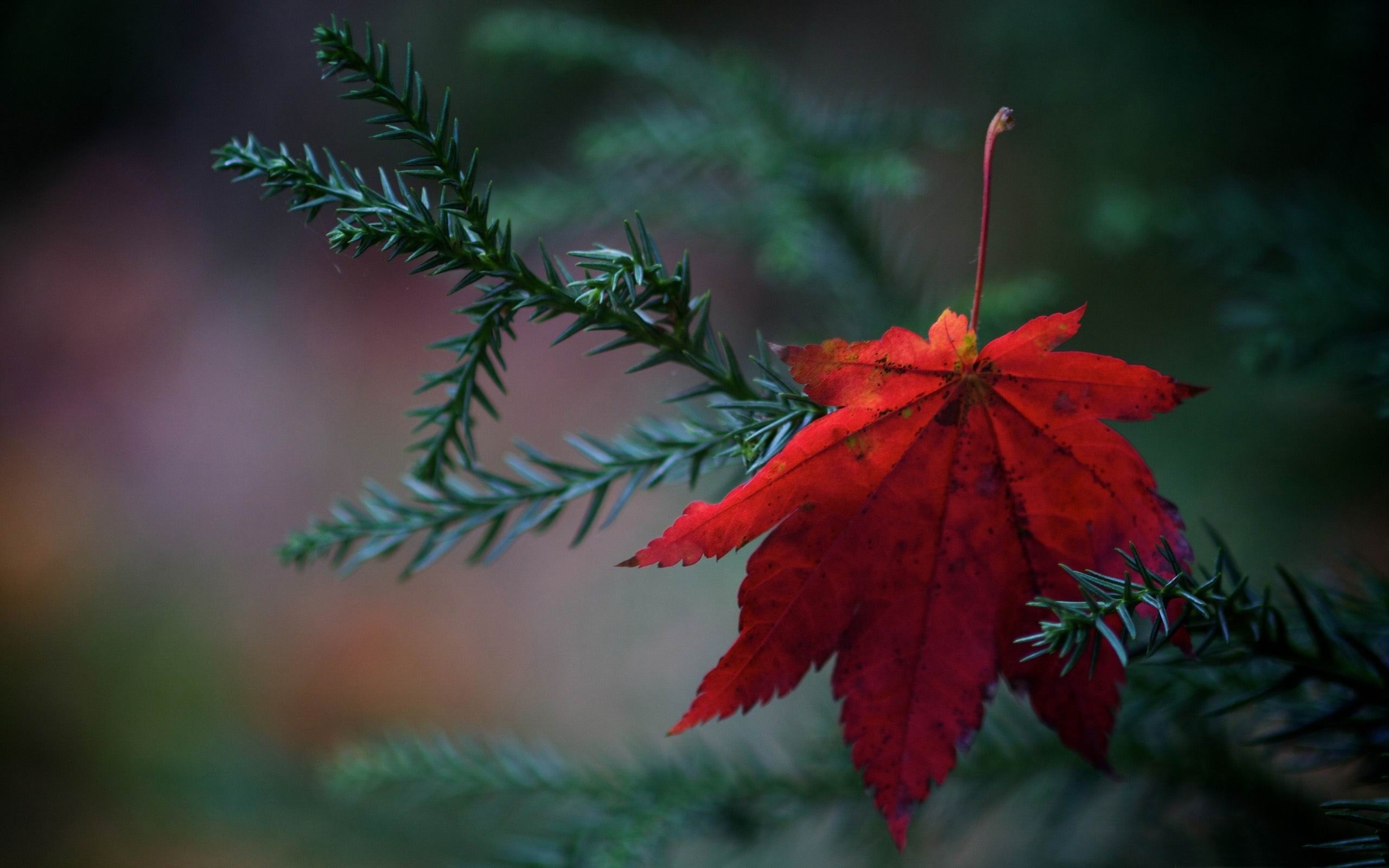 Red and Green Leaf Nature Rain Wallpaper HD