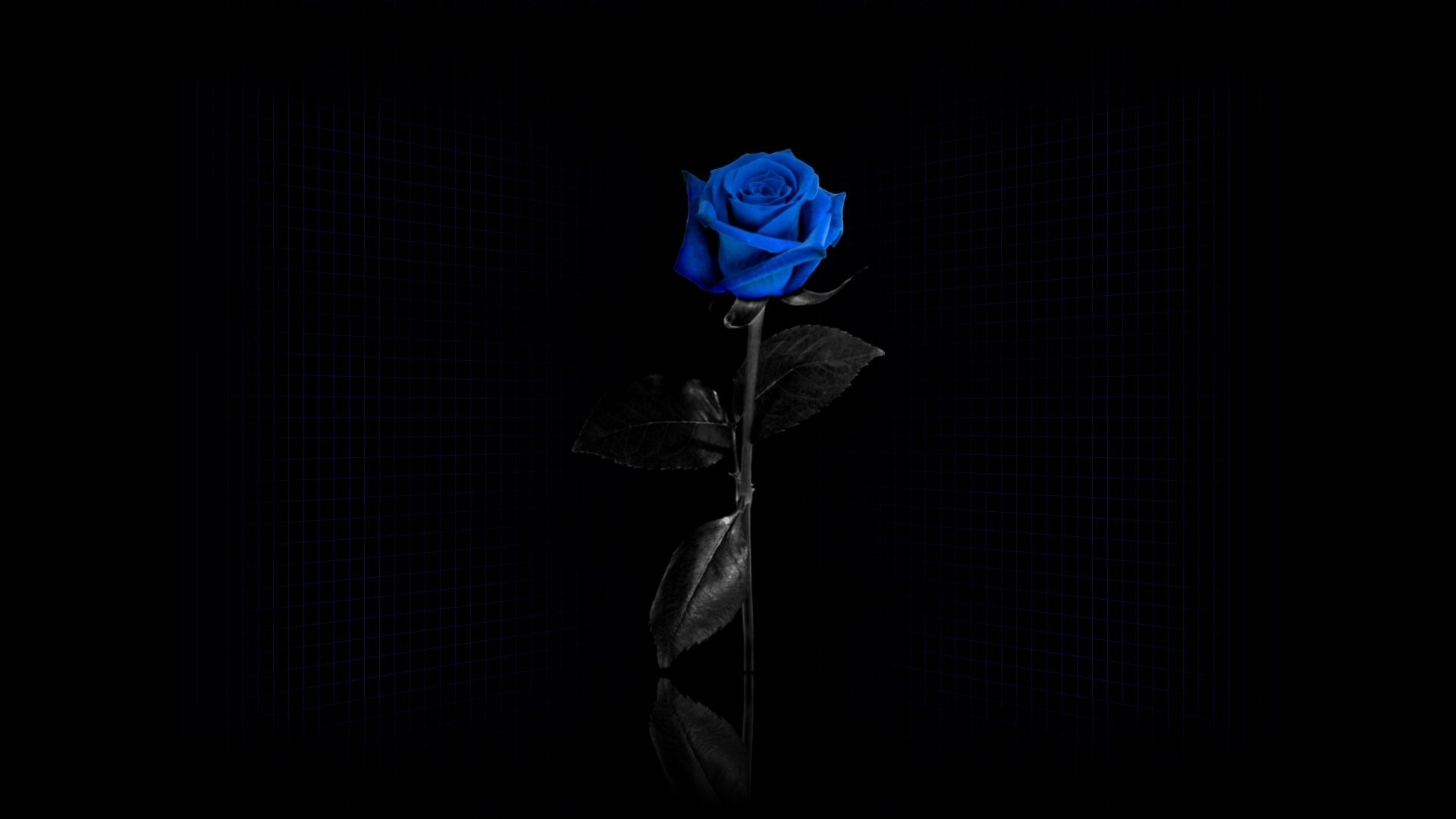 Beautiful blue rose on black background wallpapers and images