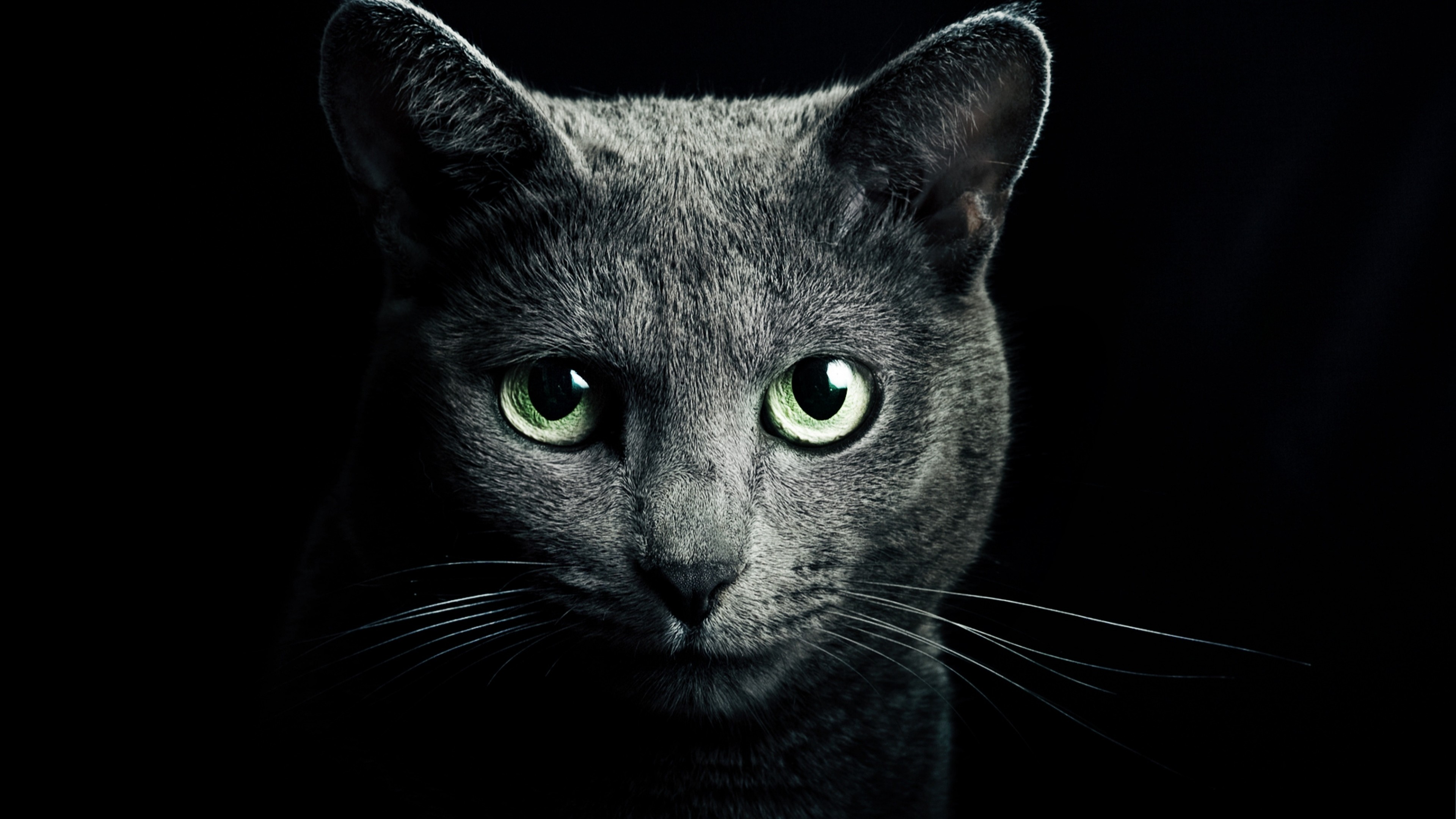 Preview wallpaper cat, black, breed, russian, blue eyes, green eyes,
