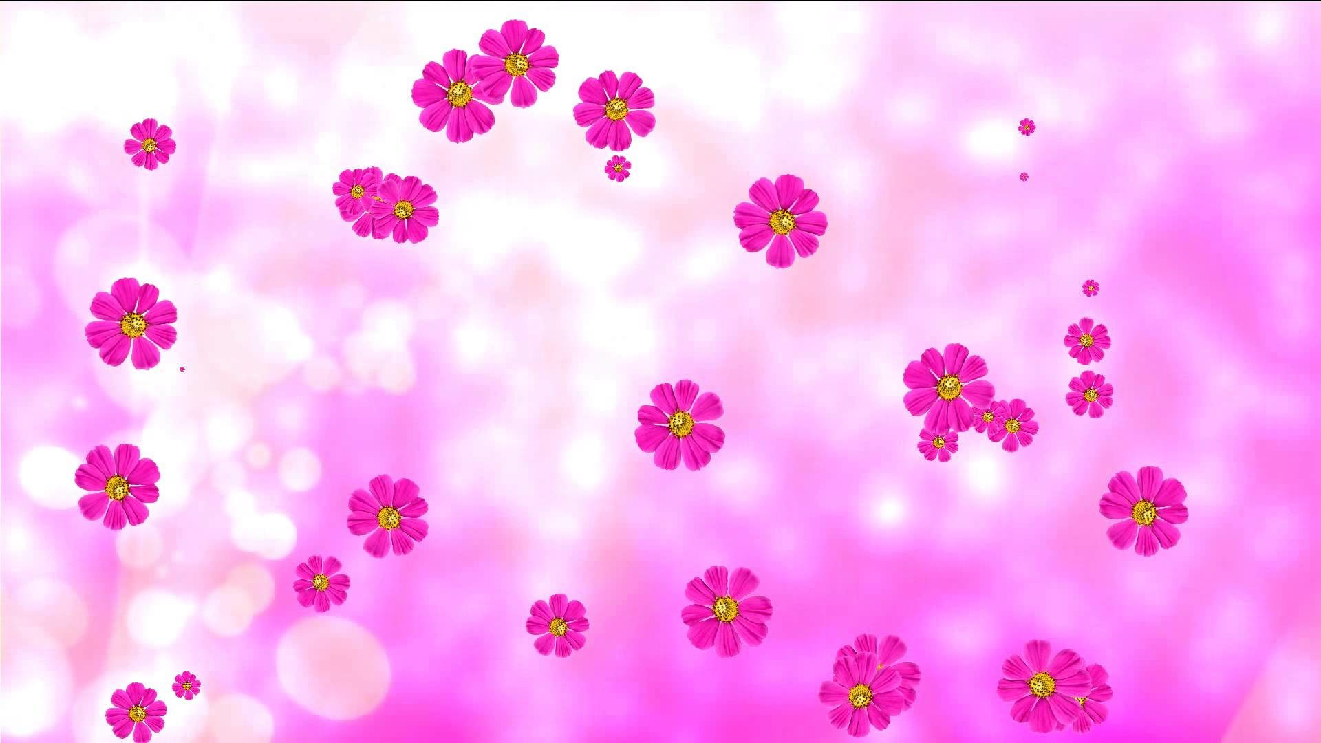 Purple animated flowers and pink background. Flower background. Stock  footage in HD. – YouTube