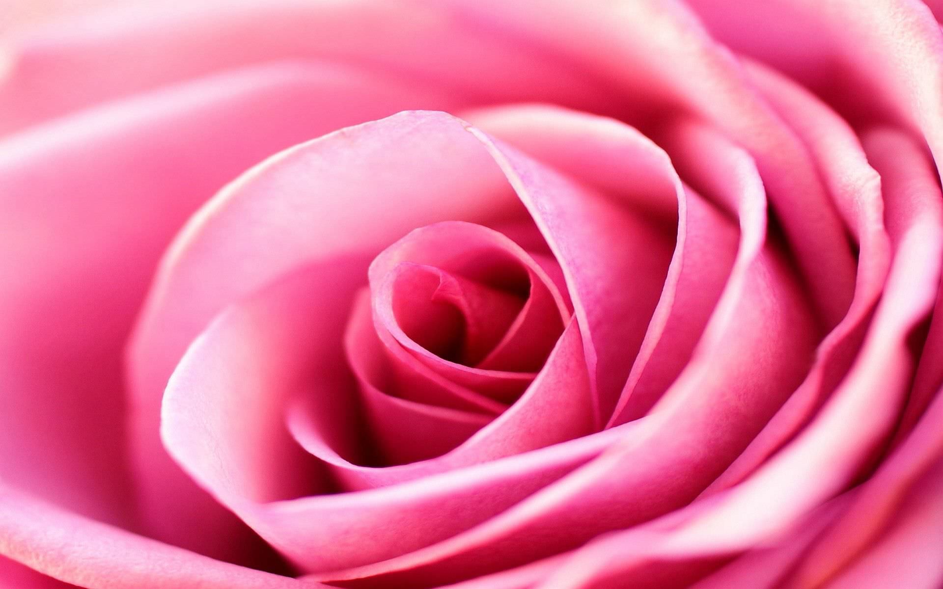 Light Pink Rose Background