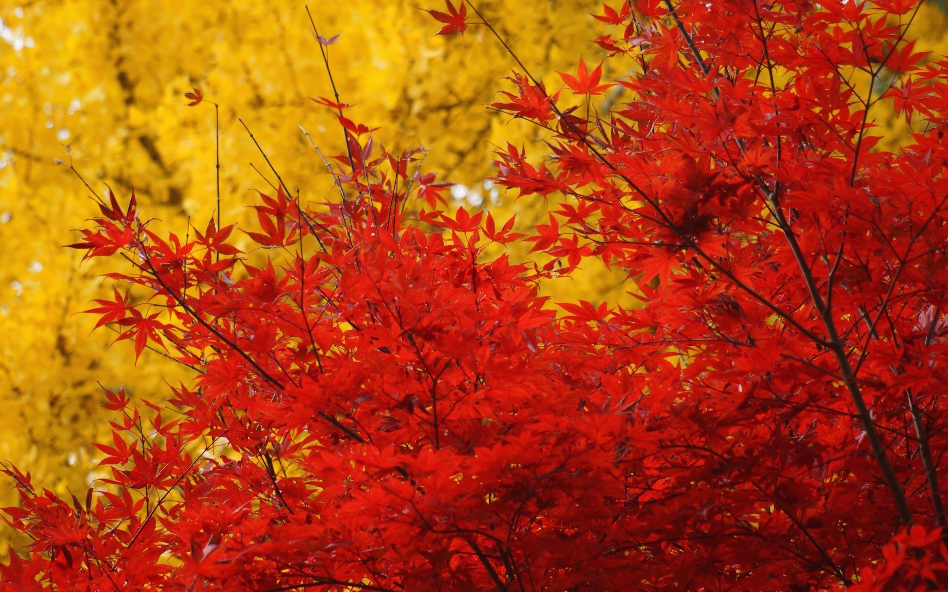 Листья клена желтые и красные. Багряный клен дерево. Осень. Клен с красными листьями. Дерево с красными и желтыми листьями.