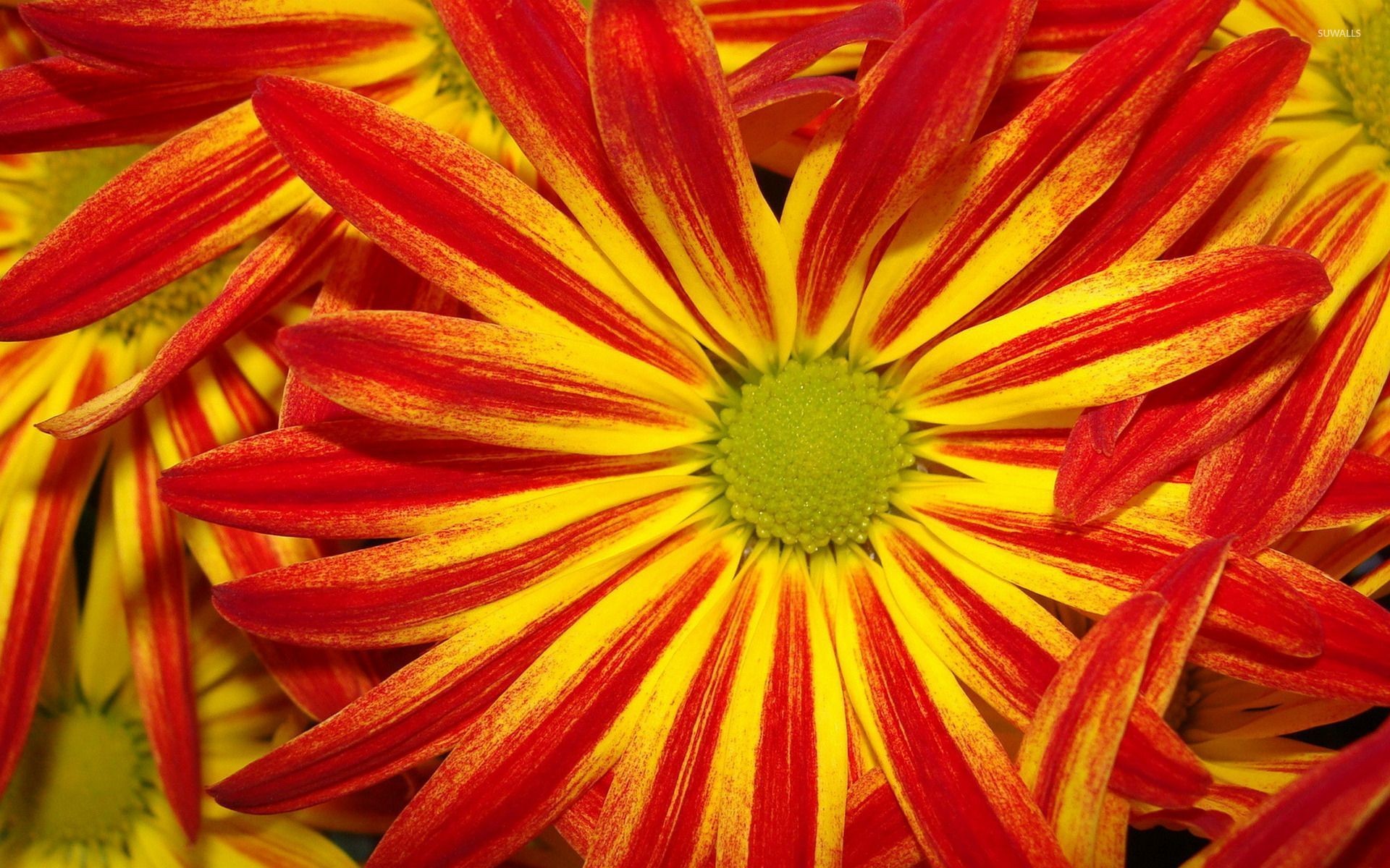 Red and yellow daisy wallpaper
