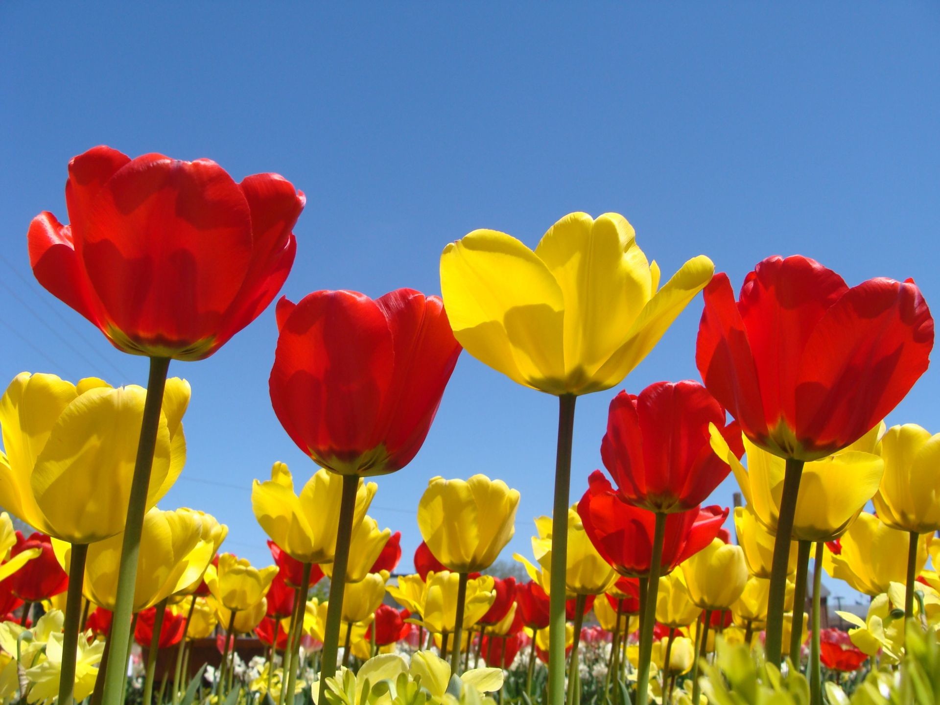 Spring Flowers Background | Spring Flowers Wallpapers in Red, Yellow for  Desktop Backgrounds