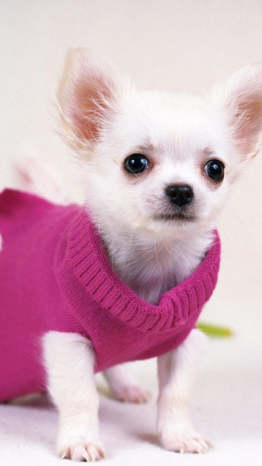 Cute Pretty Dog In Red Sweater iPhone 6 Wallpaper Download