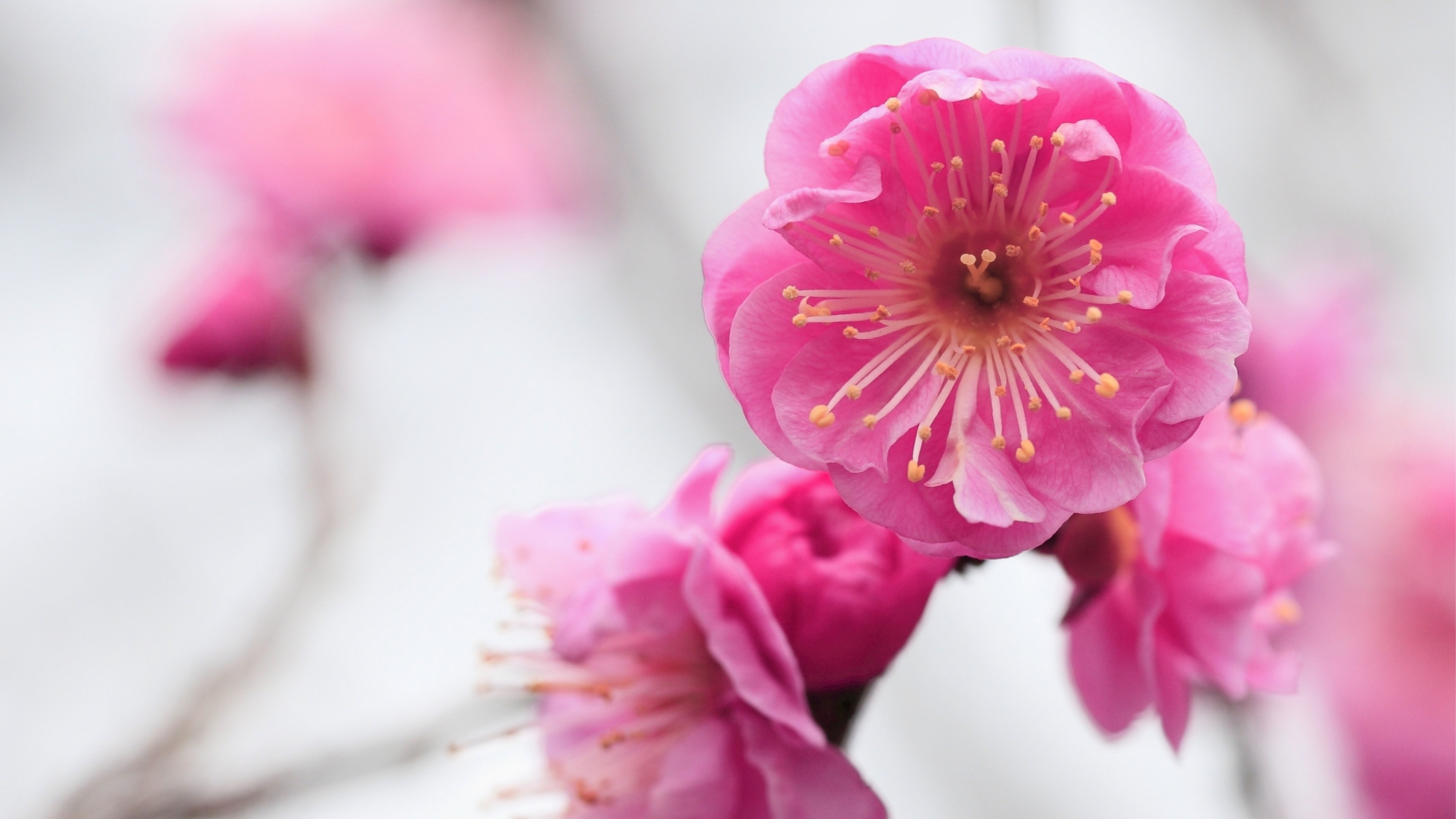Preview wallpaper pink, flowers, branch, apricot, blossom, close up 3840×2160