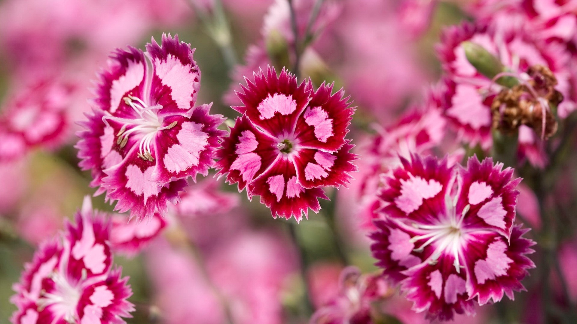 Beautiful Pink Flowers Desktop Wallpapers Hd Wallpapers