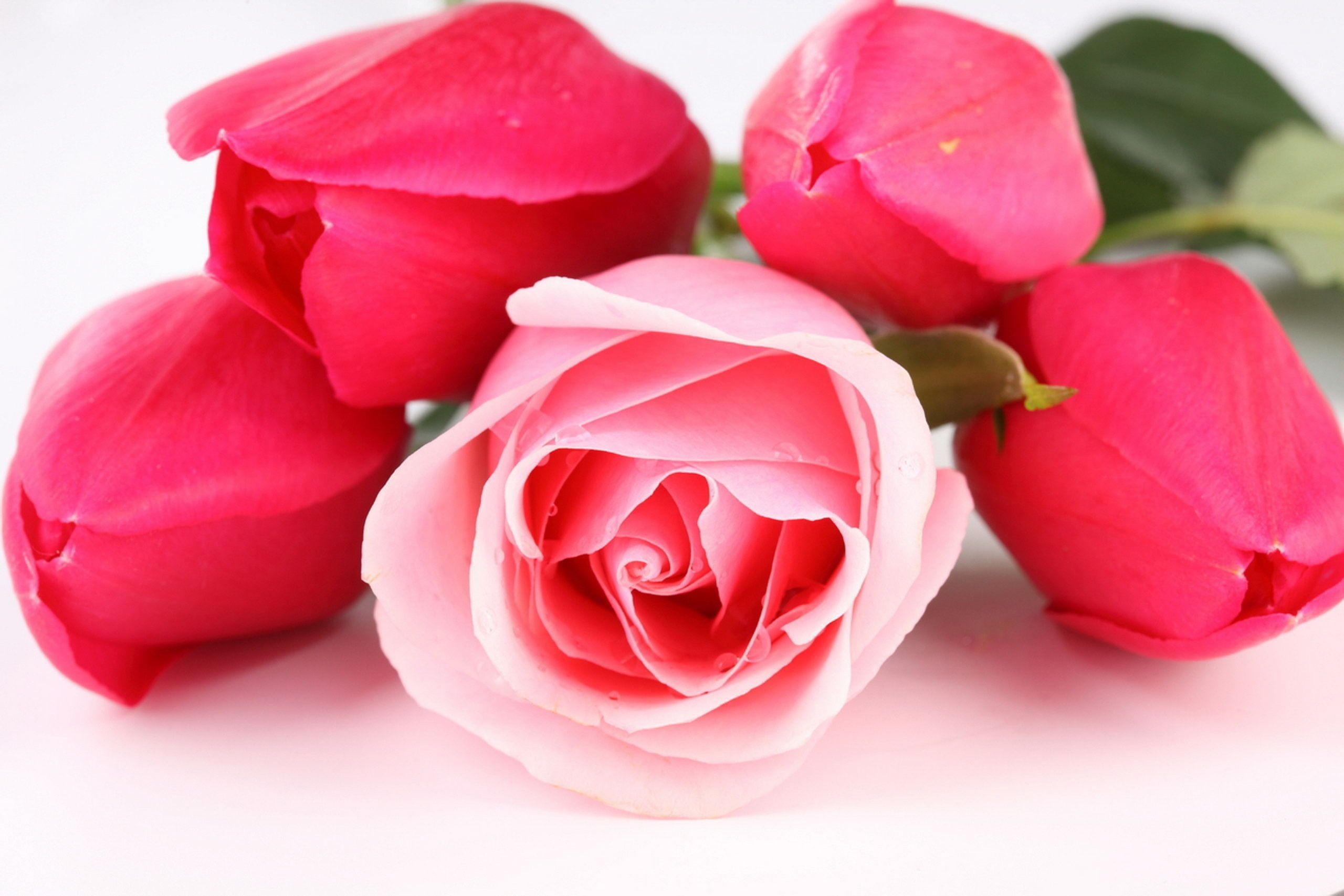 Rose HD Wallpapers Backgrounds Wallpaper