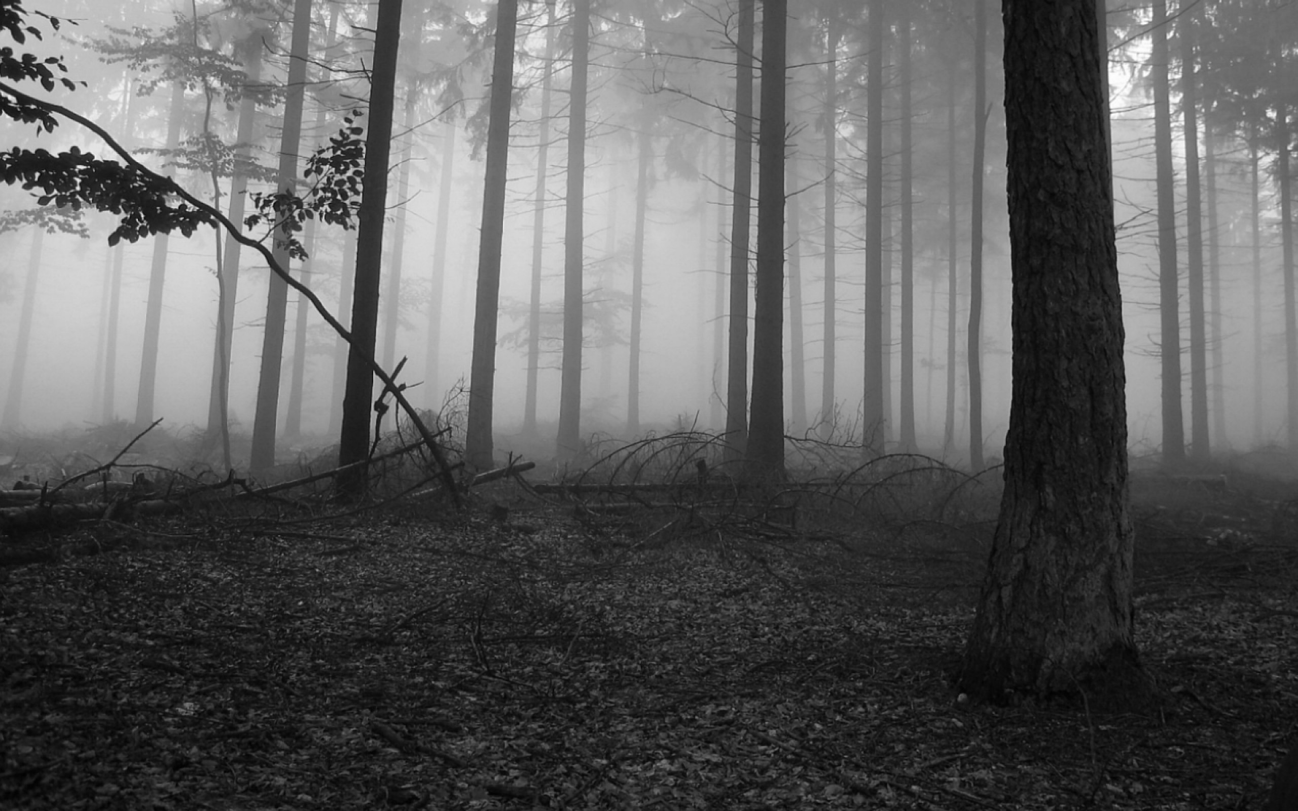 wallpaper.wiki-Black-and-White-Forest-Wallpaper-HD-