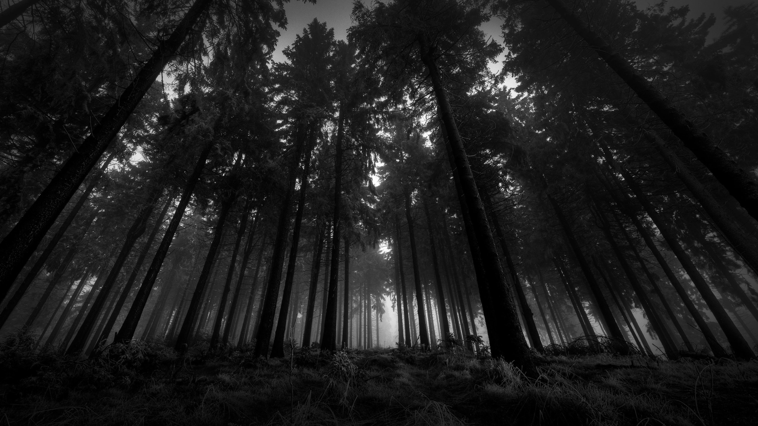 Wallpaper.wiki Download Free Black and White Forest Wallpaper PIC WPB008675