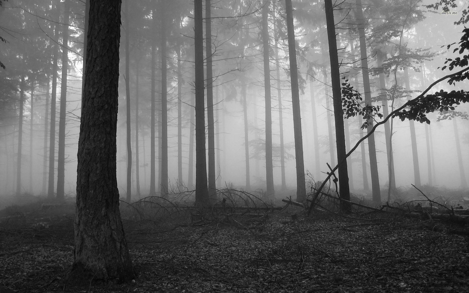 Dark Forest wallpaper – 1061842