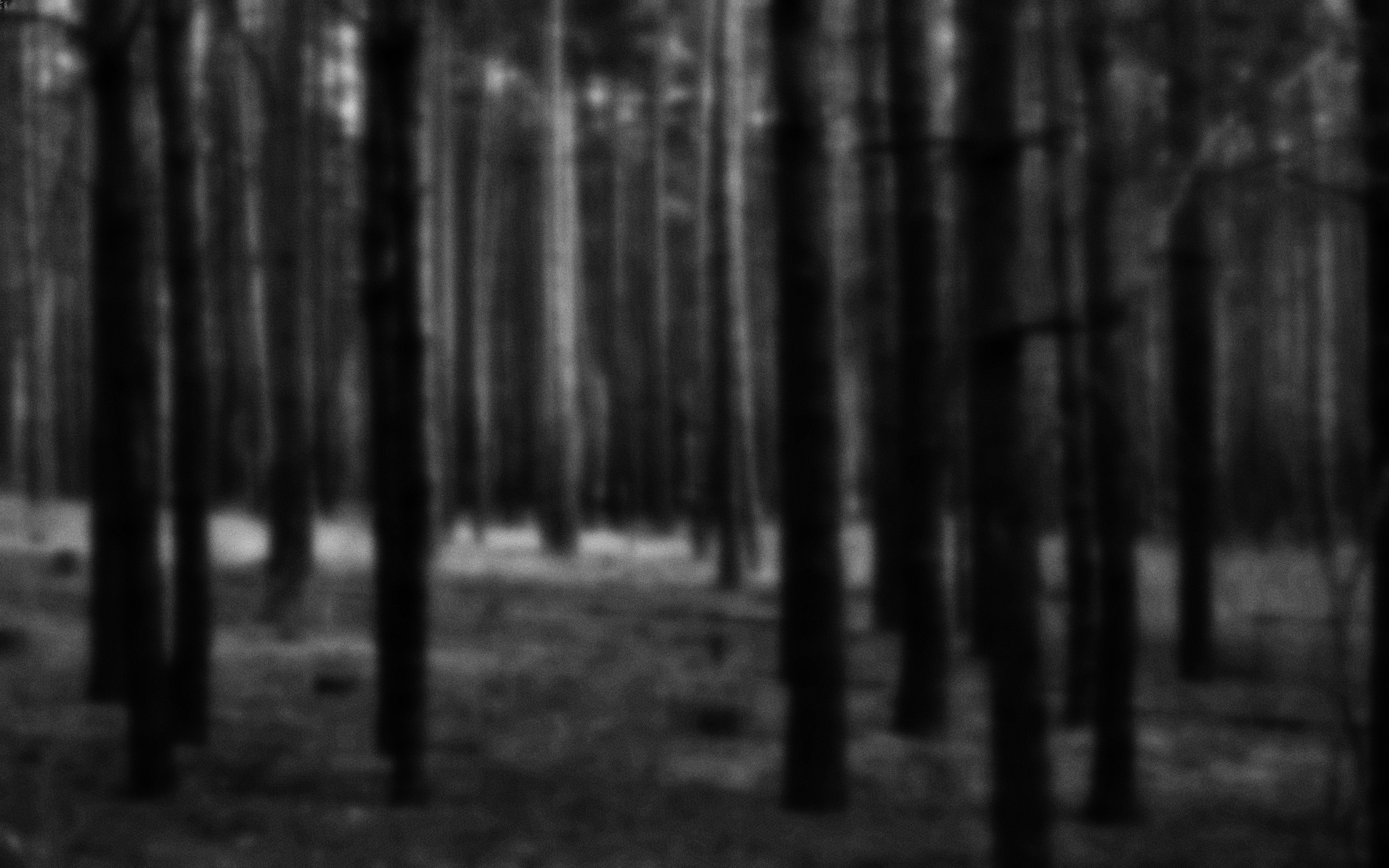 Silent Forest wallpapers and stock photos