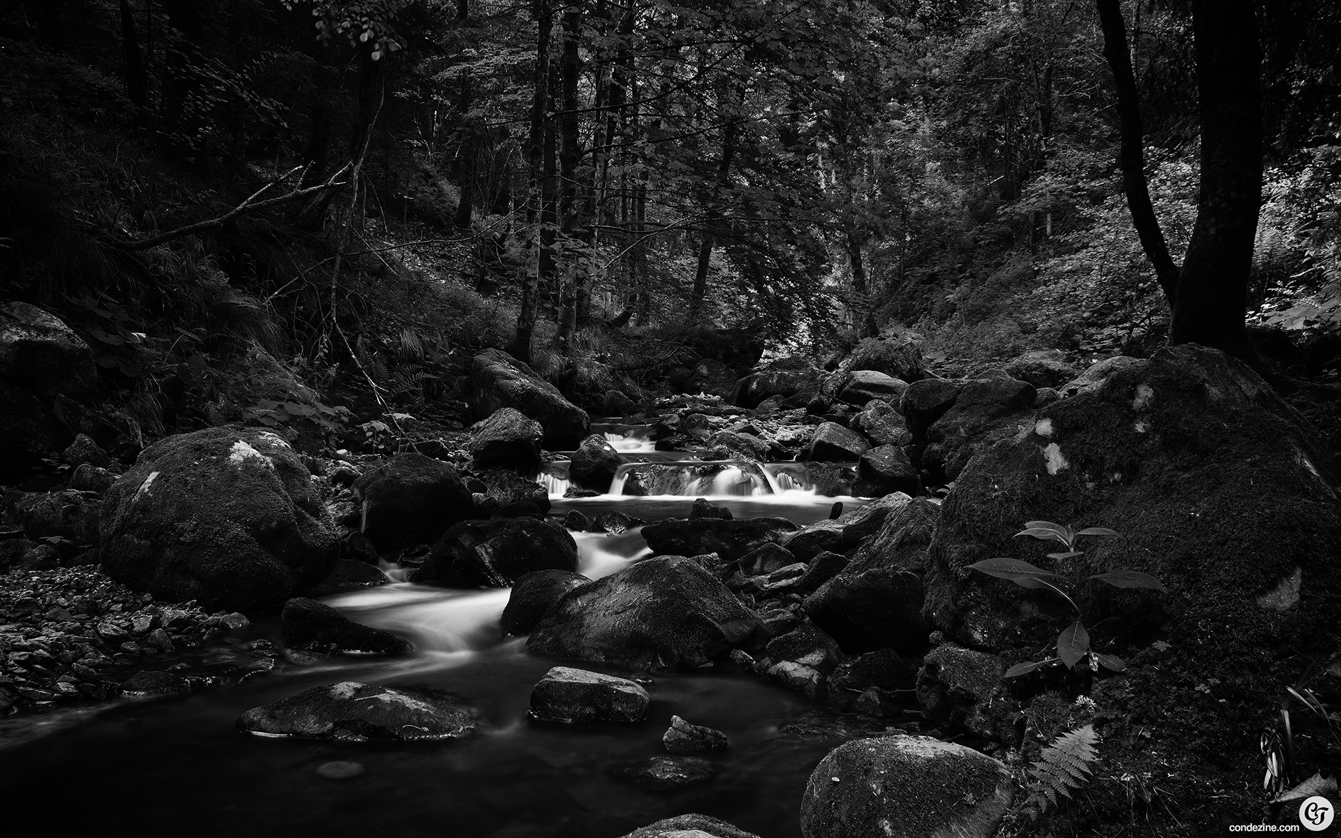 Photography – Black White Landscape Scenic Forest River Stream Wallpaper