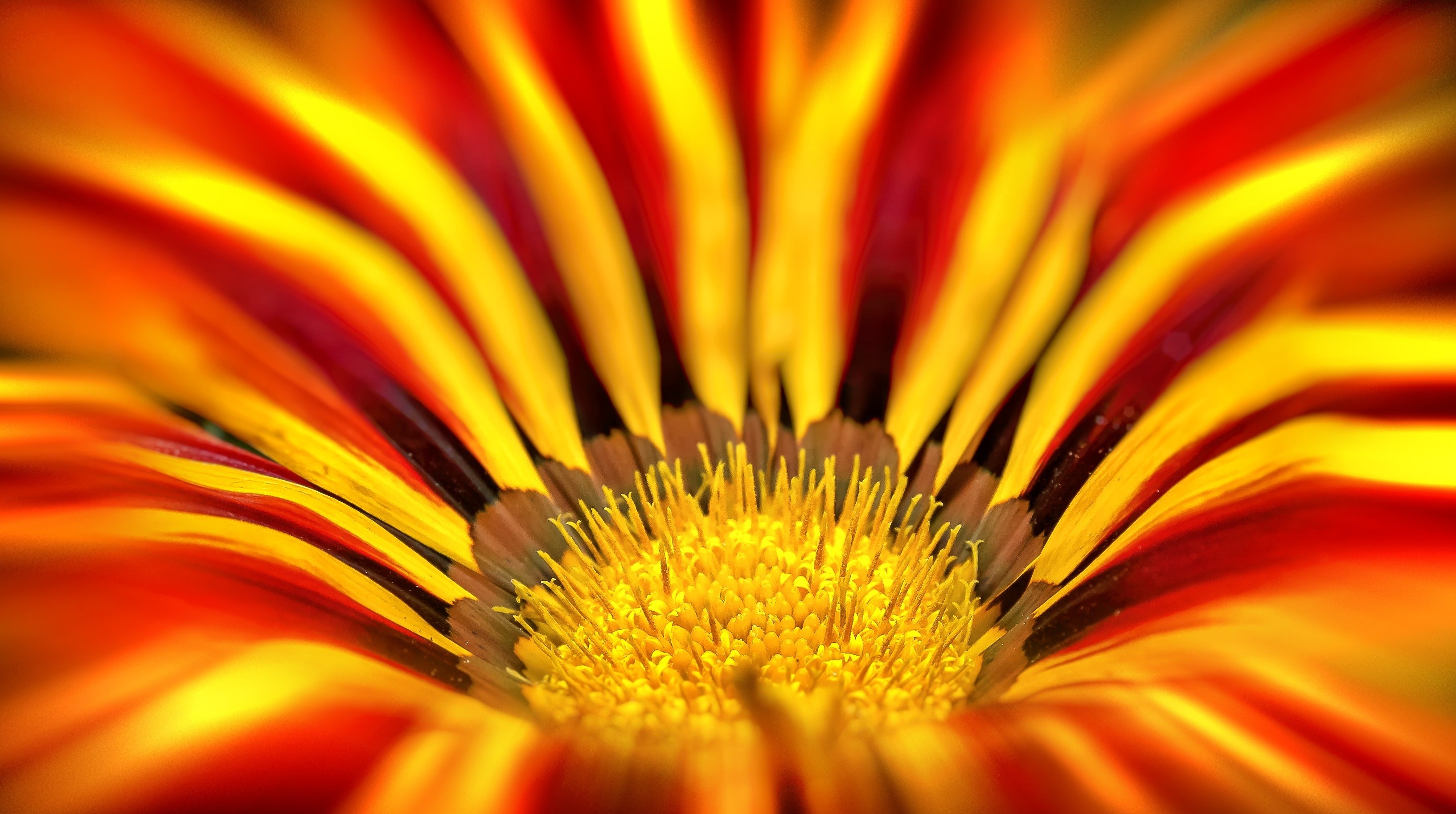 Orange and beige gazania flower preview