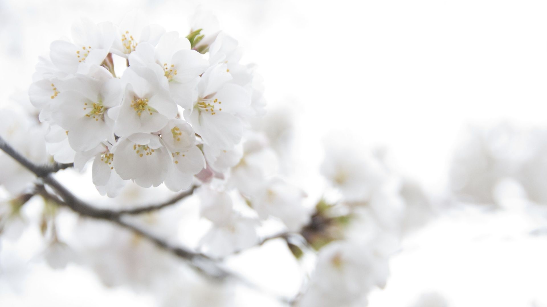 Backgrounds of White Flowers 1920×1080