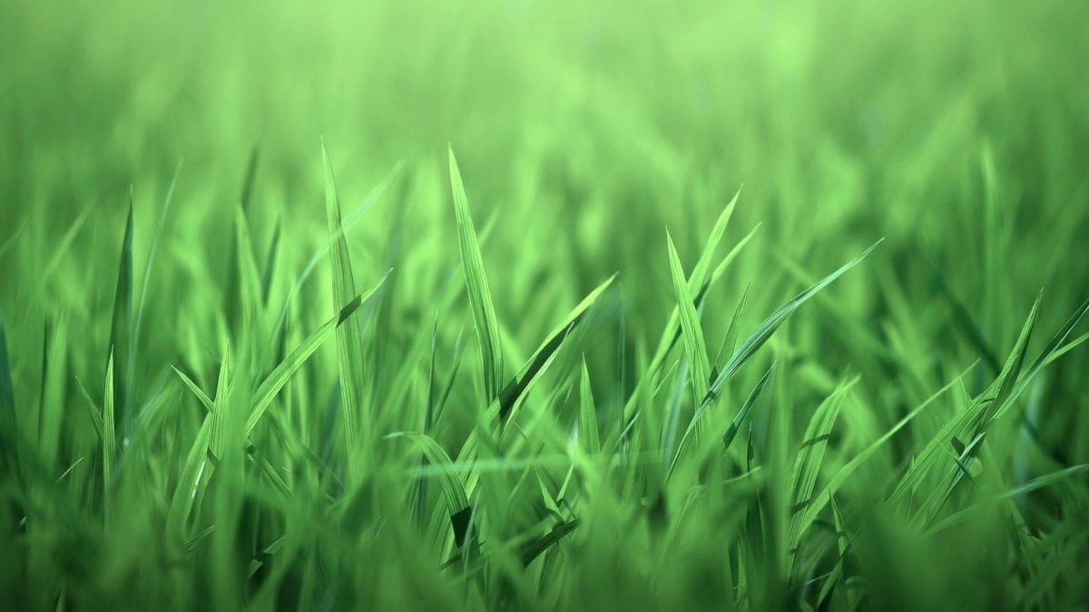 56+ Green Wallpaper 1920×1080