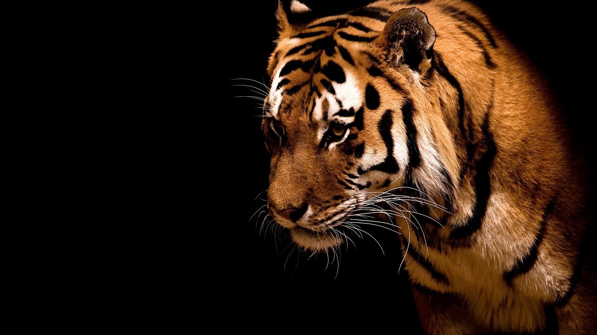 Tiger in the dark. How to set wallpaper on your desktop Click the download link from above and set the wallpaper on the desktop from your OS