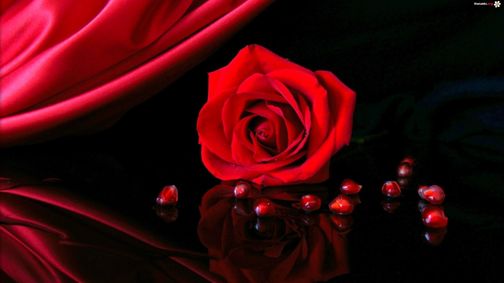 Awesome Red Rose Wallpapers Red Rose Wallpapers