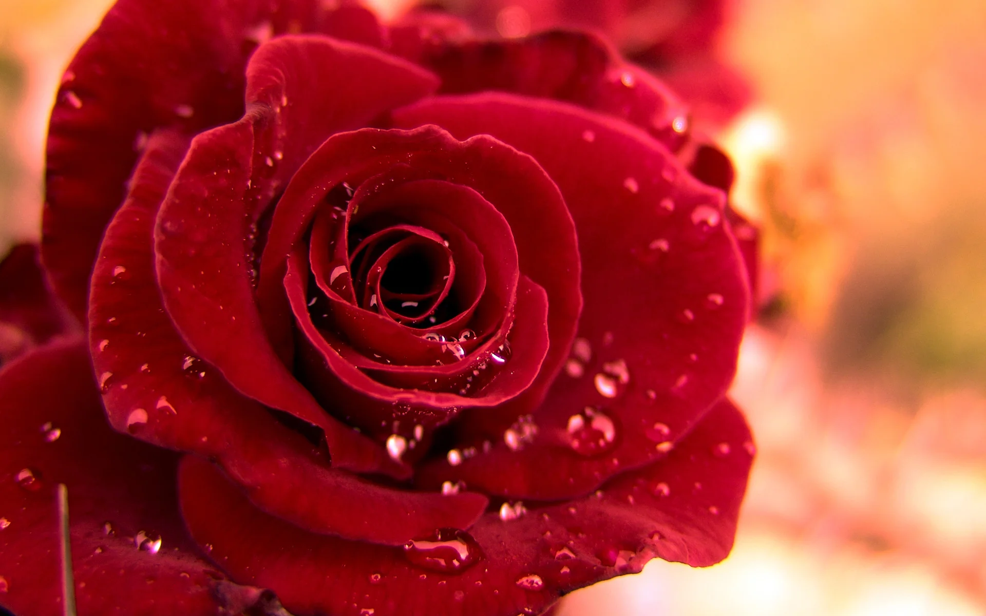 Hd red rose wallpaper for rose day