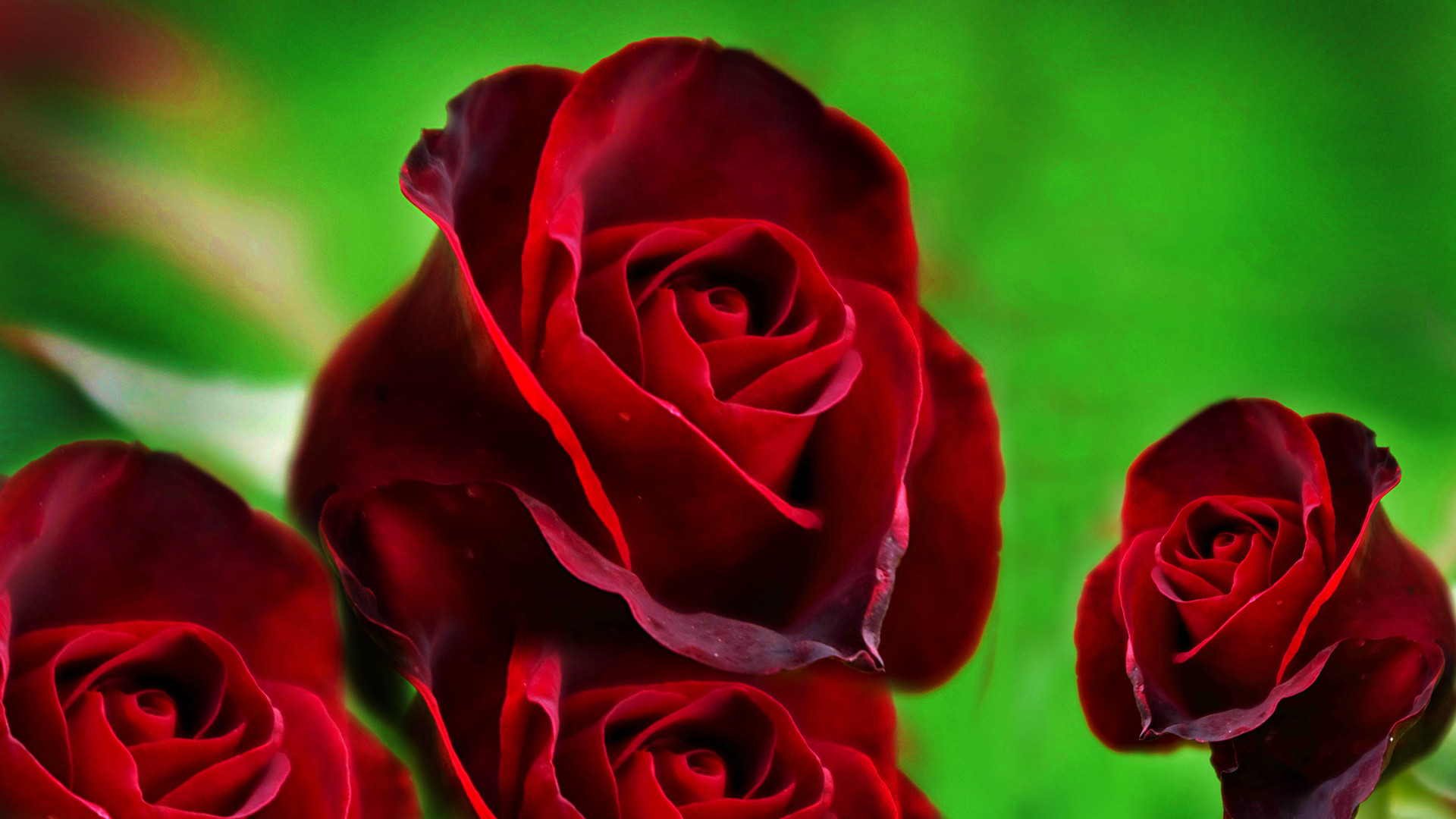 Wallpaper of red roses hd free wallpaper