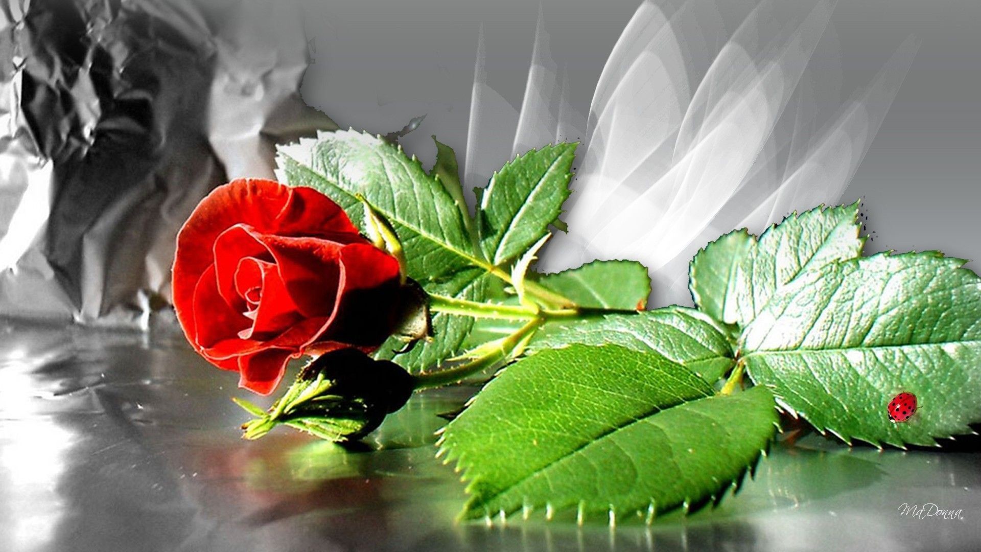 Single Red Rose Wallpapers – Wallpaper Cave