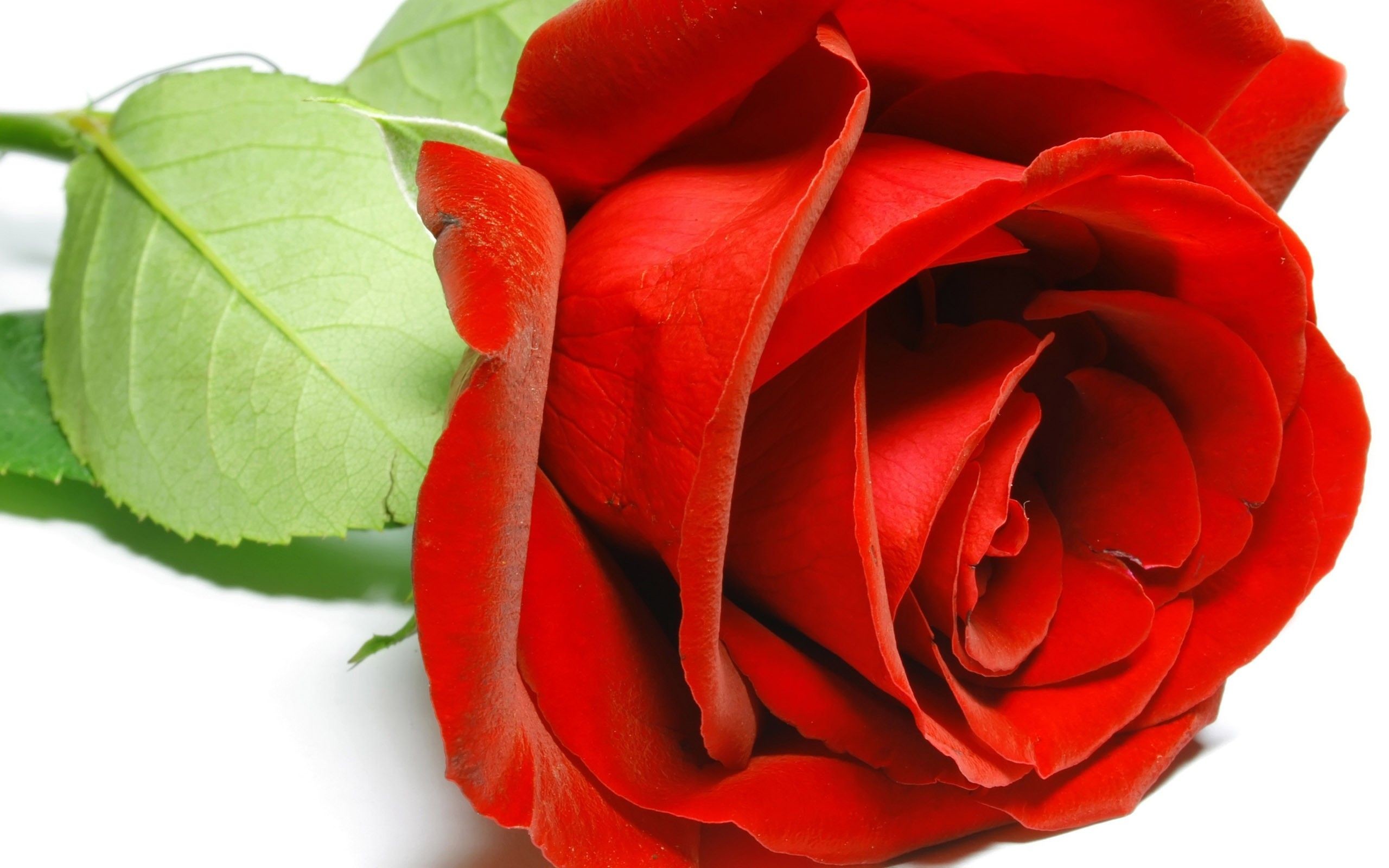 Single Red Rose Wallpapers – Wallpaper Cave