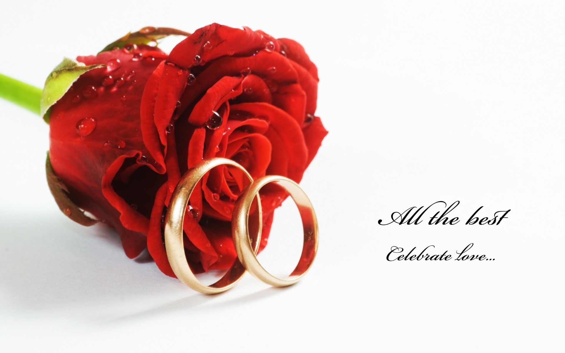… nice-red-roses-with-rings-hd-free-wallpapers …