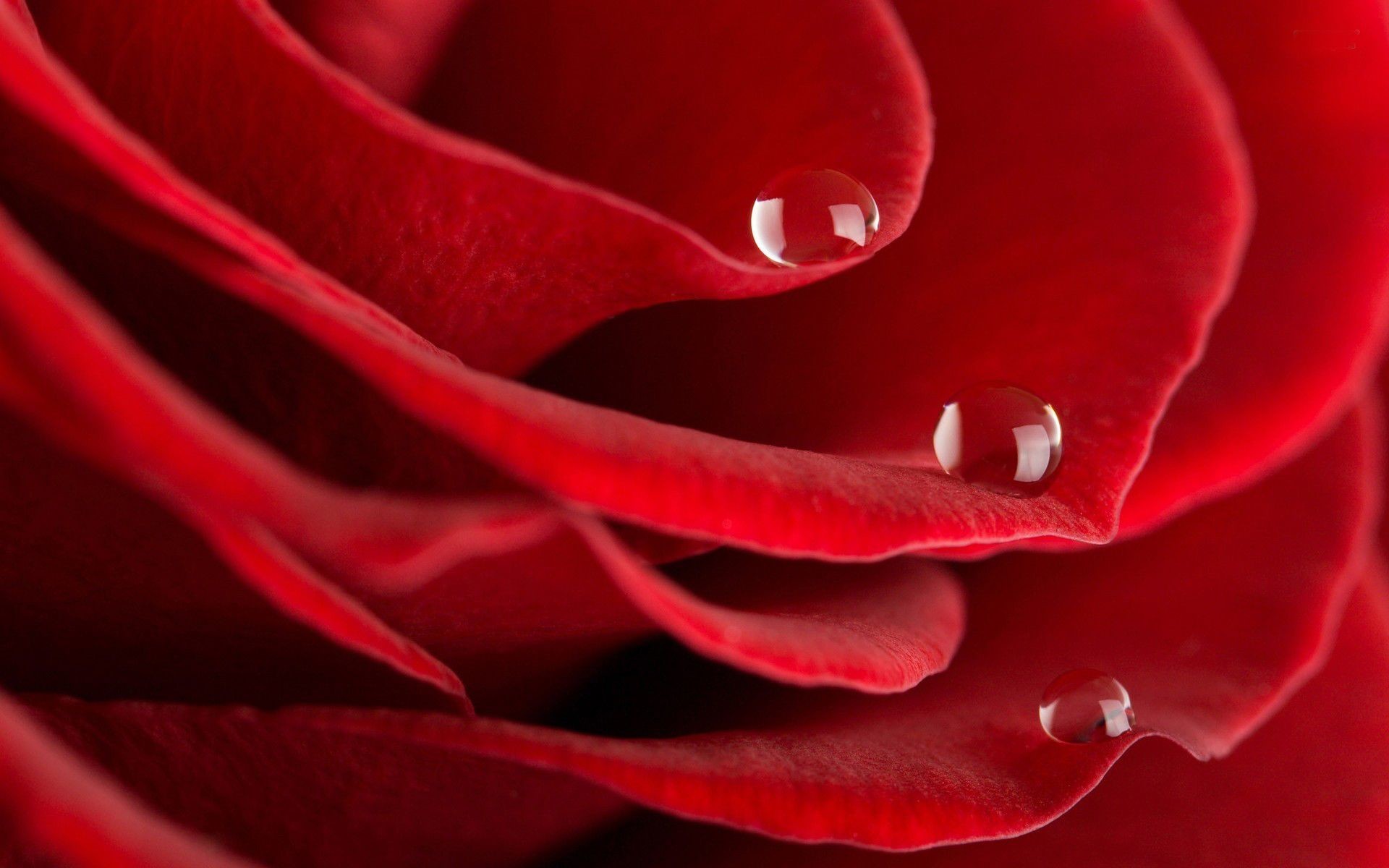 Red Rose With water drop wide screen wallpaper