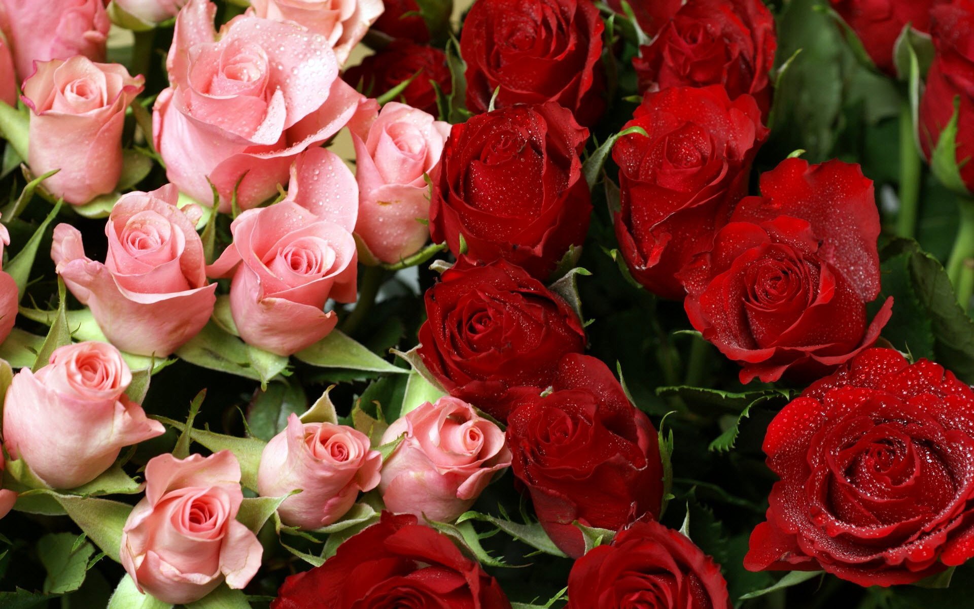 picture of Pink and Red Roses Bouquet ~ HD Pictures