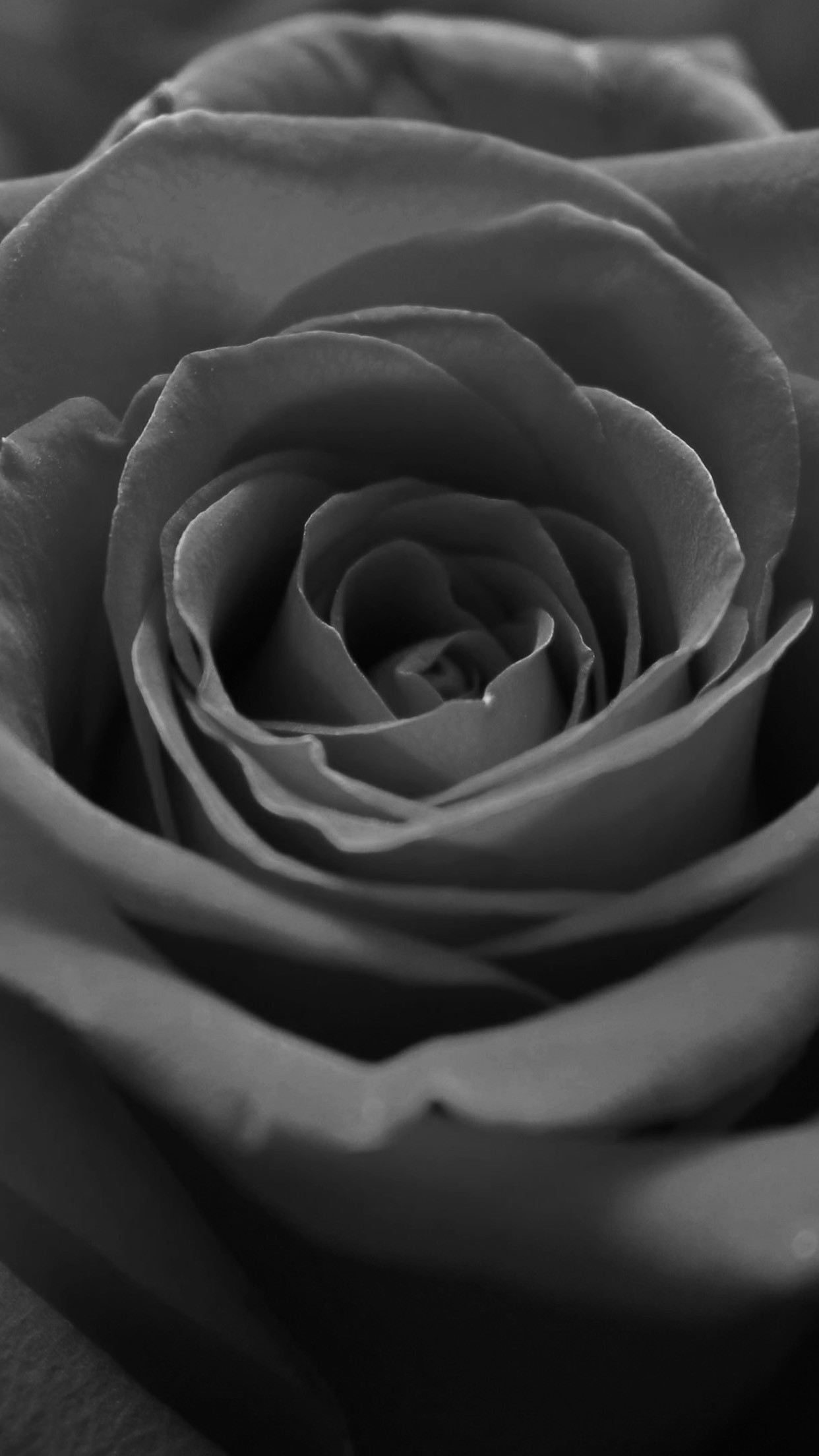 Black And White Macro Rose Flower Grey Dark Android Wallpaper