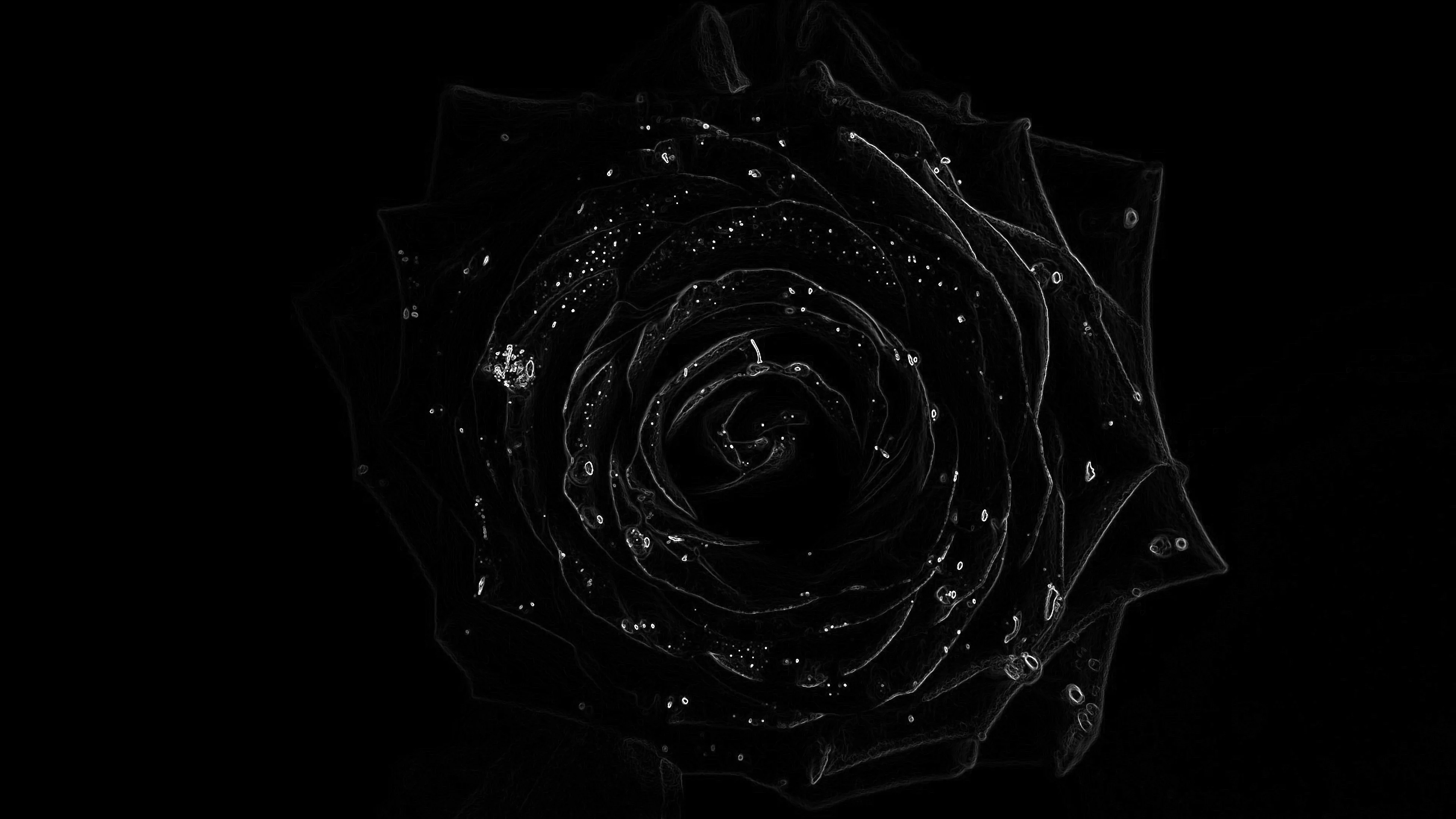 Black Rose Images