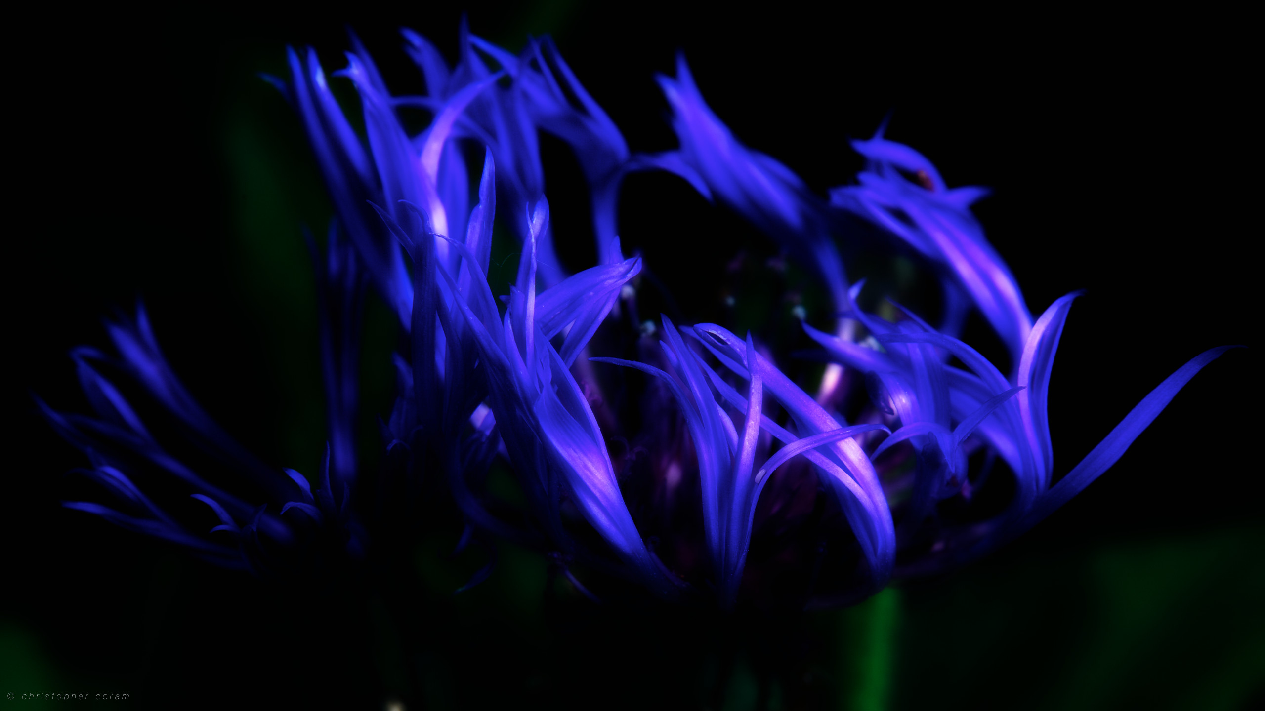 Earth – Flower Blue Flame Petal Fire Wallpaper
