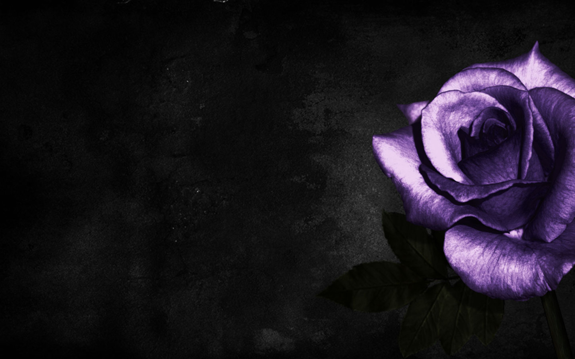 Simple Cool Purple Rose HD Image