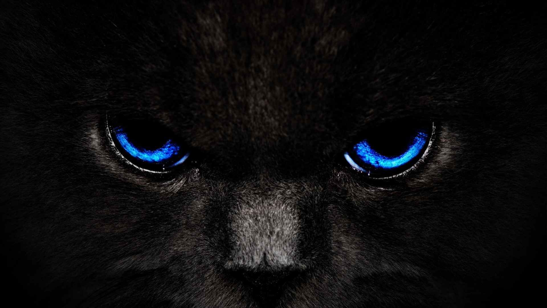 hd black cat wallpapers smart phone background photos download free images  widescreen desktop backgrounds high quality