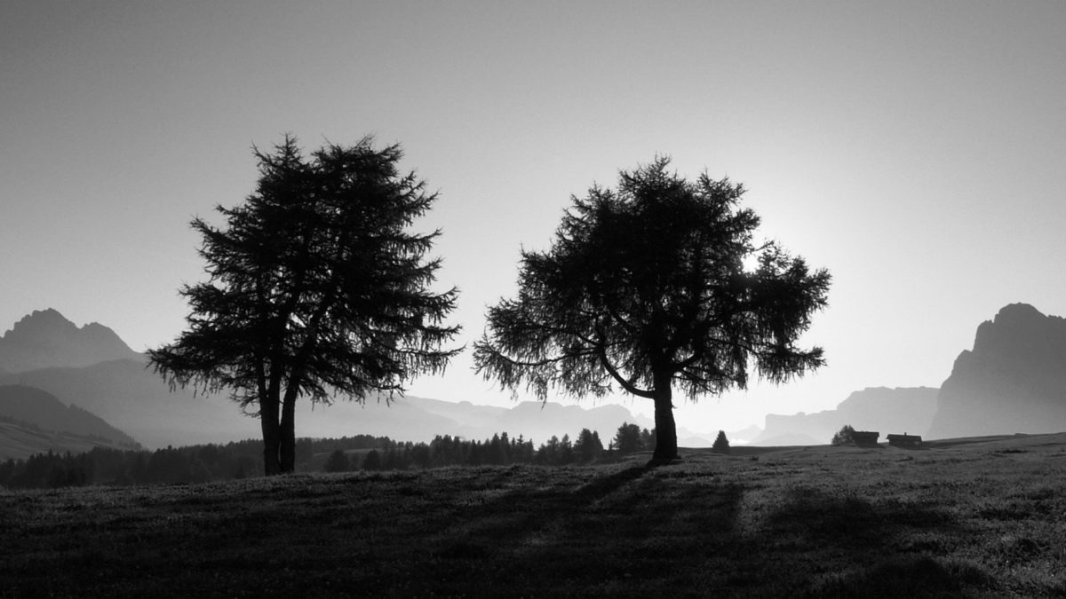 Preview wallpaper trees, slope, black and white 3840×2160