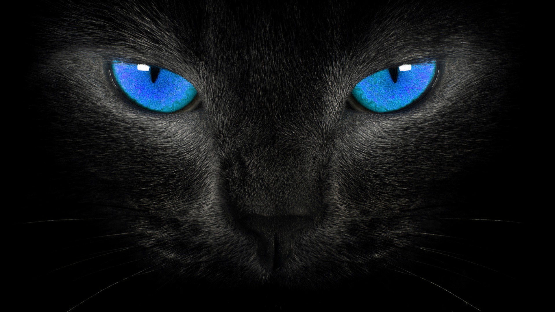 hd-wallpapers-blackblue-wallpaper-black-cat-blue-eyes-