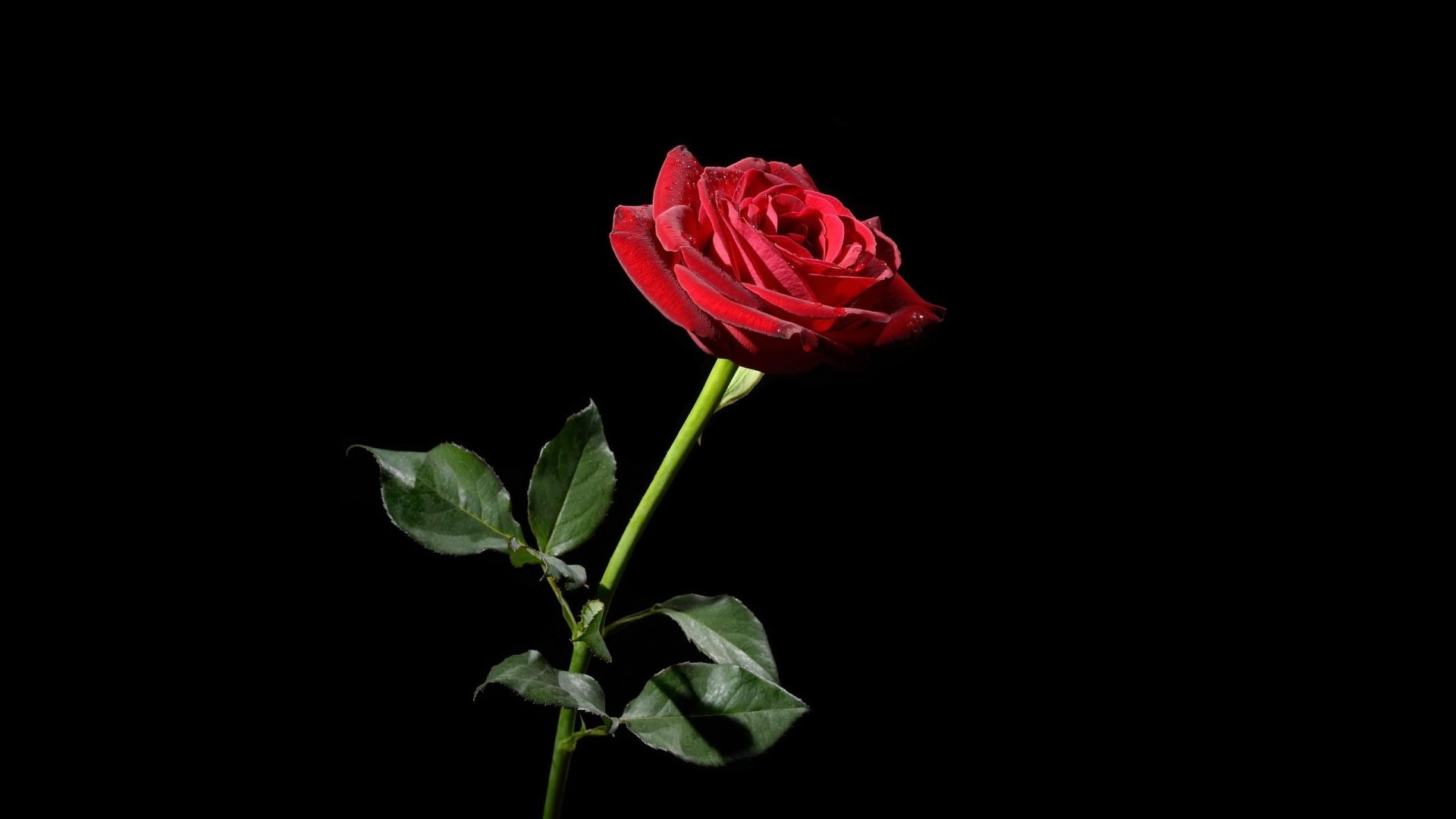 Preview wallpaper rose, red, flower, black background 1920×1080
