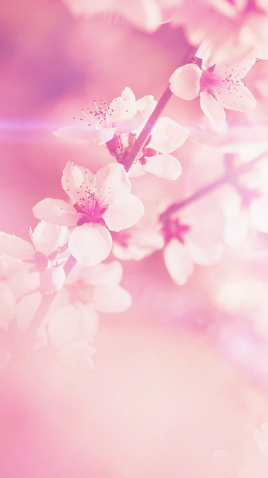 Pictures of flowers for cell phone. Pink Wallpaper