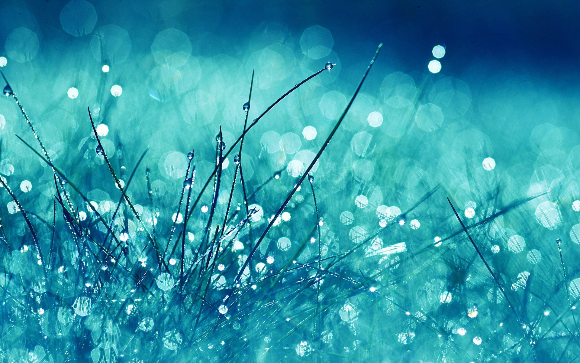 Grass Glitter HD Wallpaper