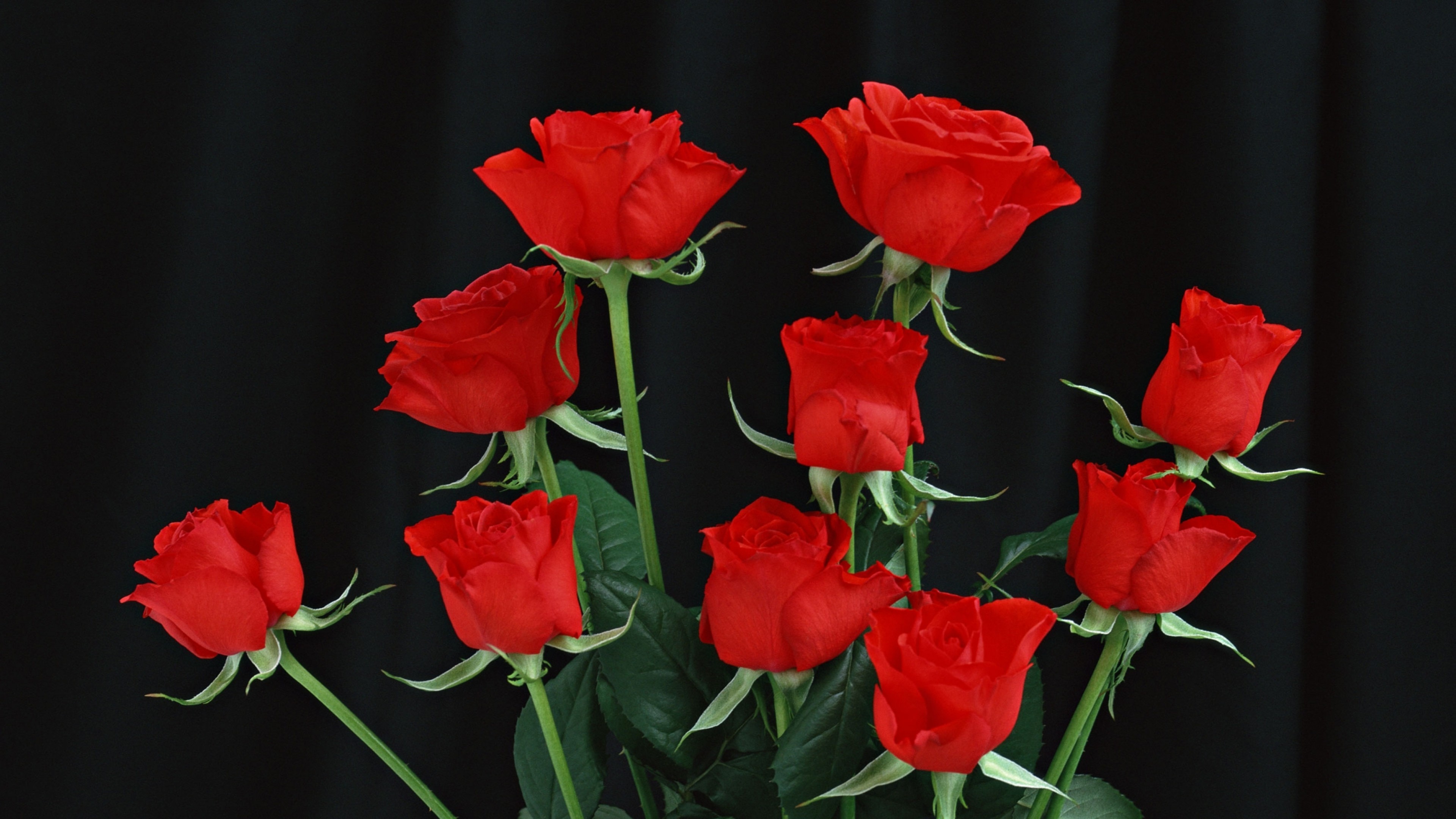 Wallpaper red roses, black background, flowers