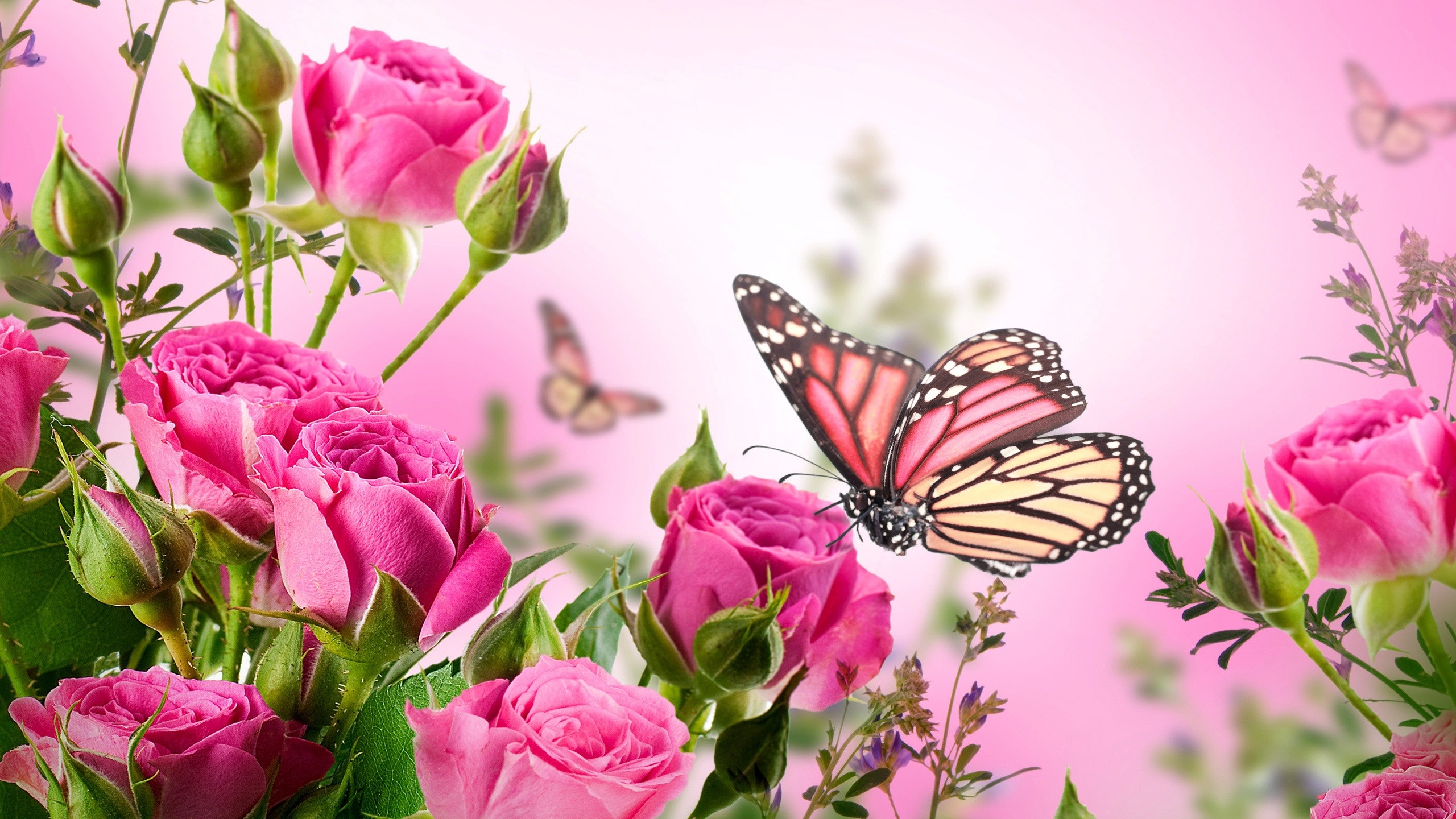 … Pink Butterfly Wallpaper High Definition Purple Pink Red Blue .