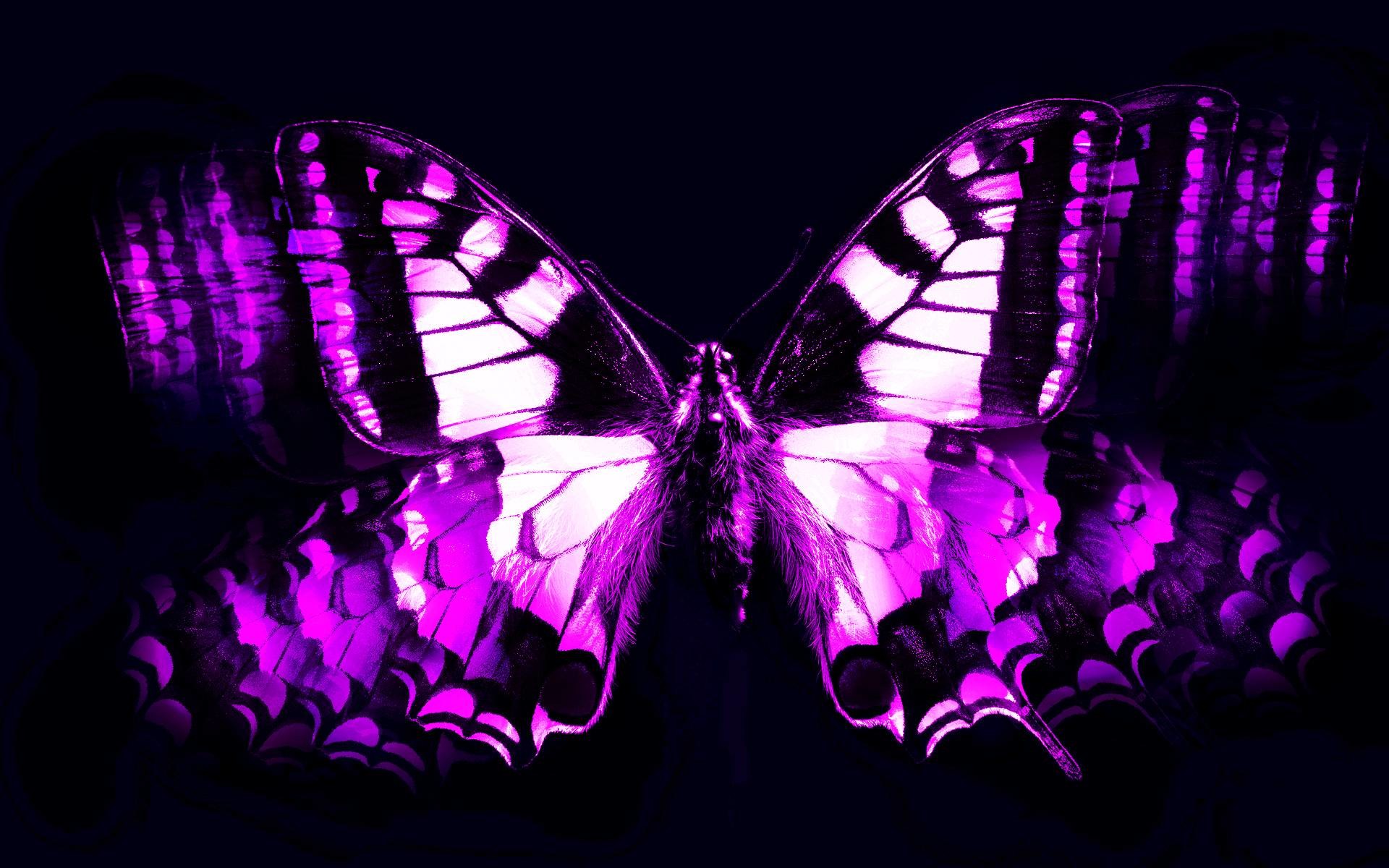 Wallpapers For > Cool Purple Butterfly Wallpapers