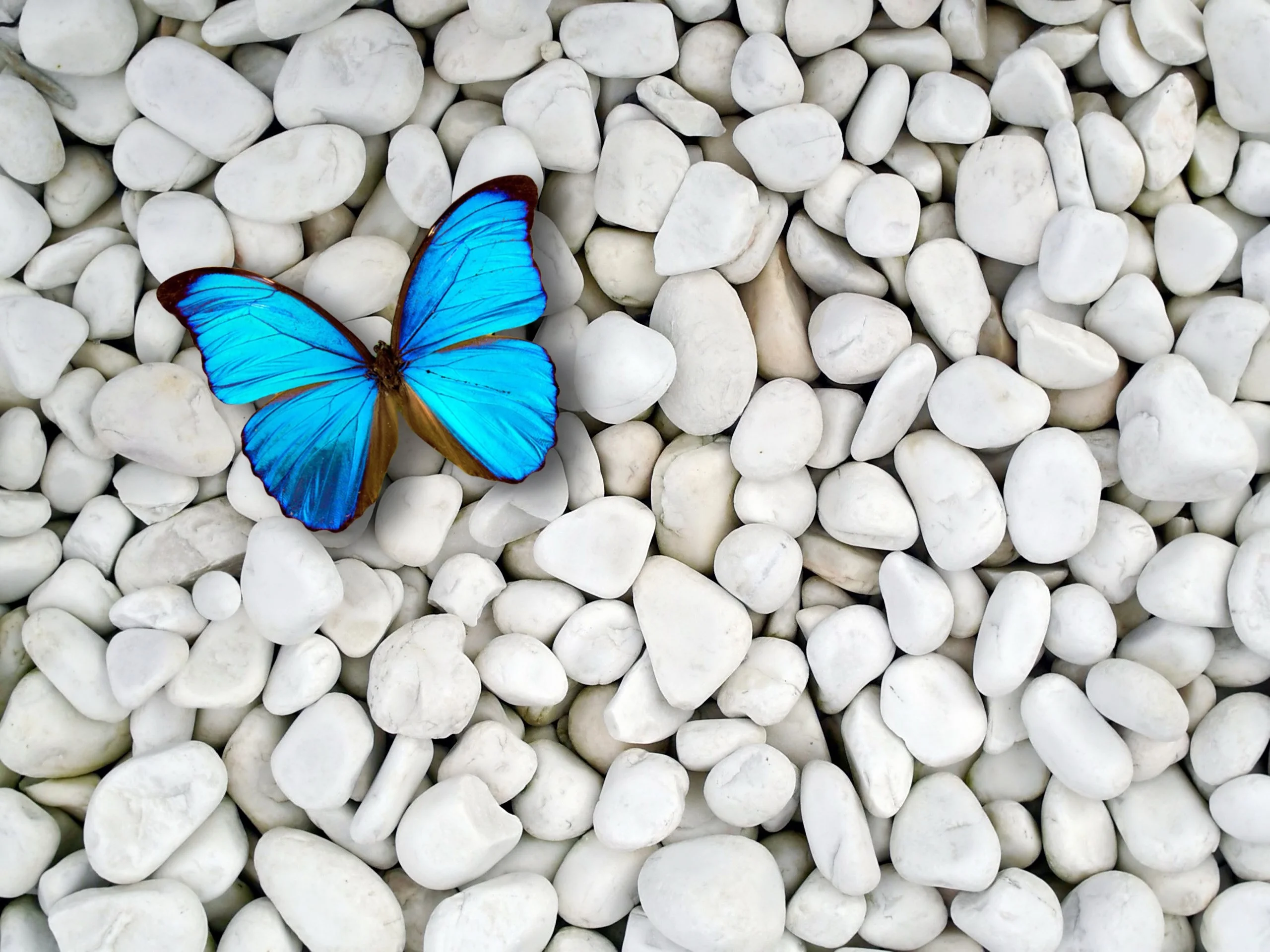 blue butterfly background wallpaper