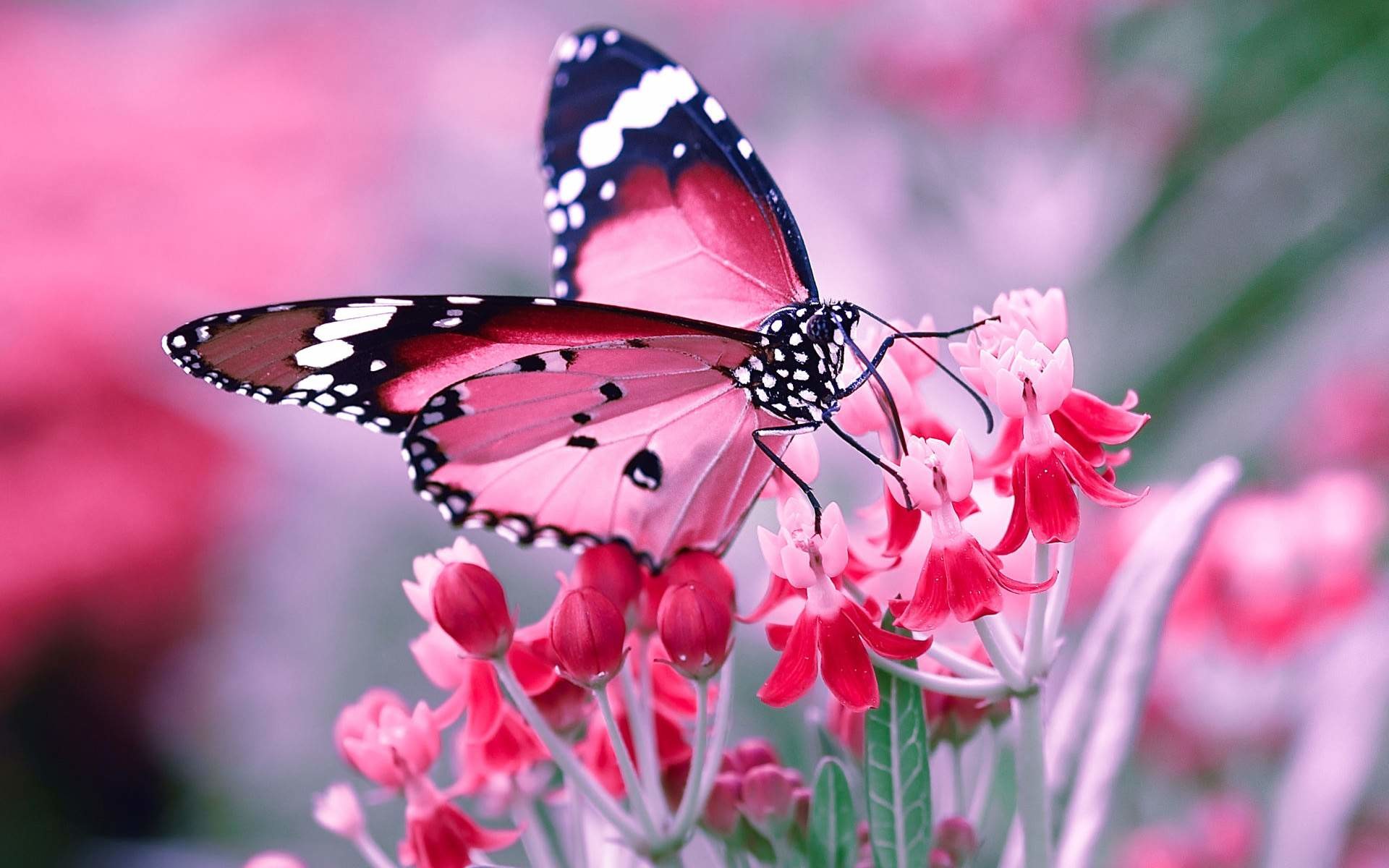 Free Vector  Butterfly desktop wallpaper pink aesthetic border vector  animal illustration