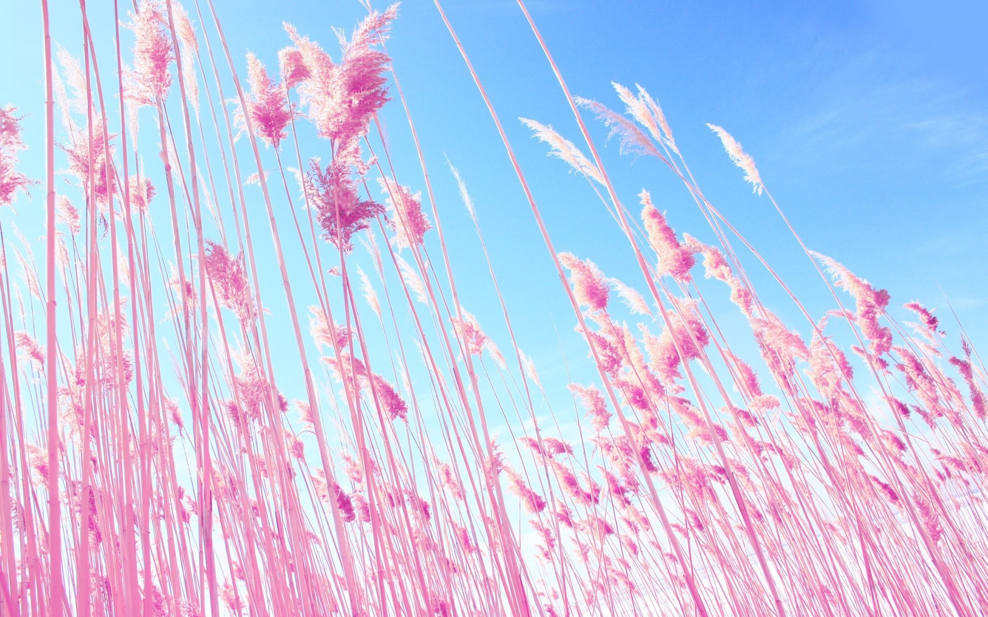 nature plant pink ears spikes blue sky blue sky pink