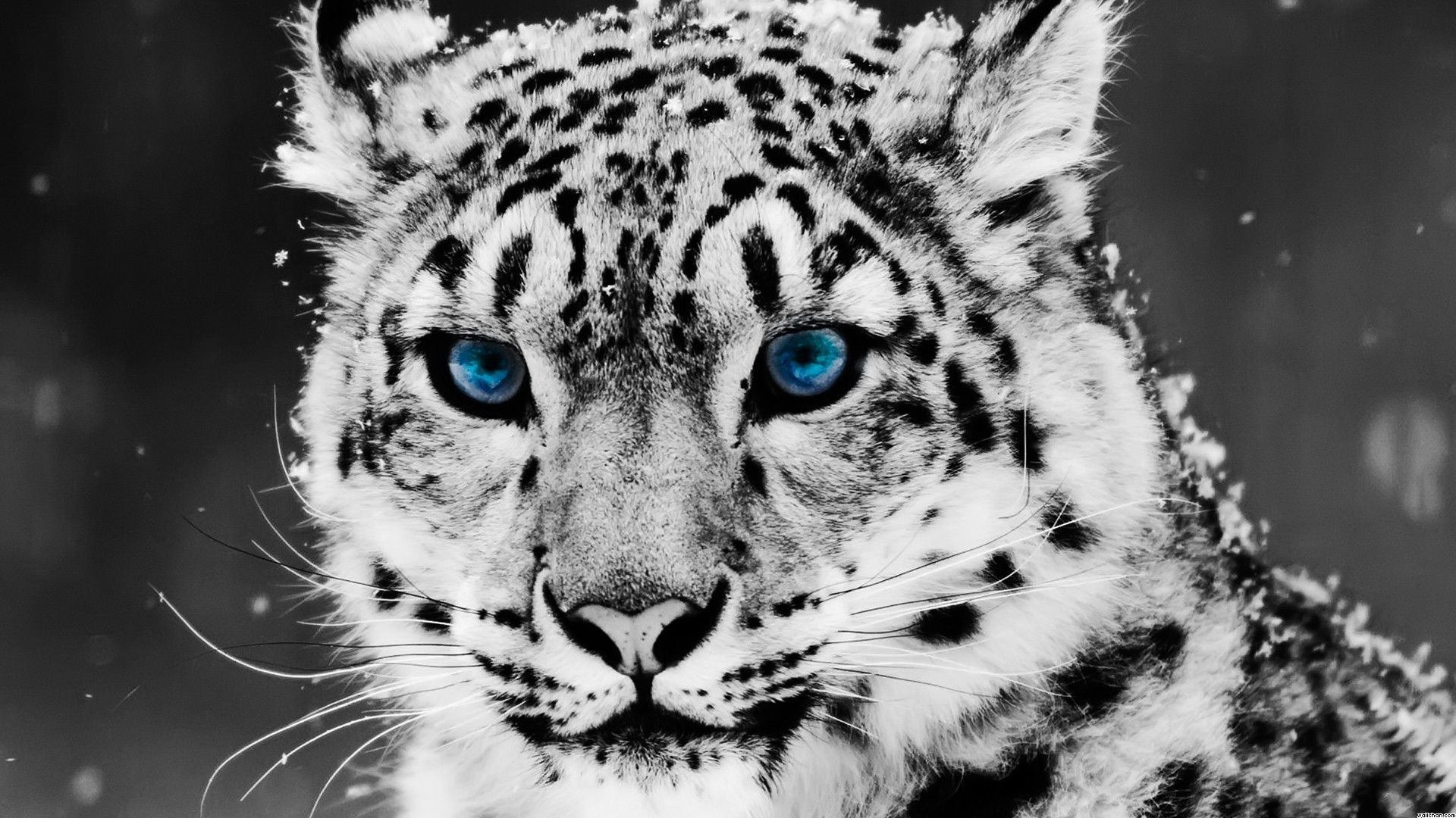 HD wallpaper black jaguar predator Panther jaw animal mammal black  Color  Wallpaper Flare