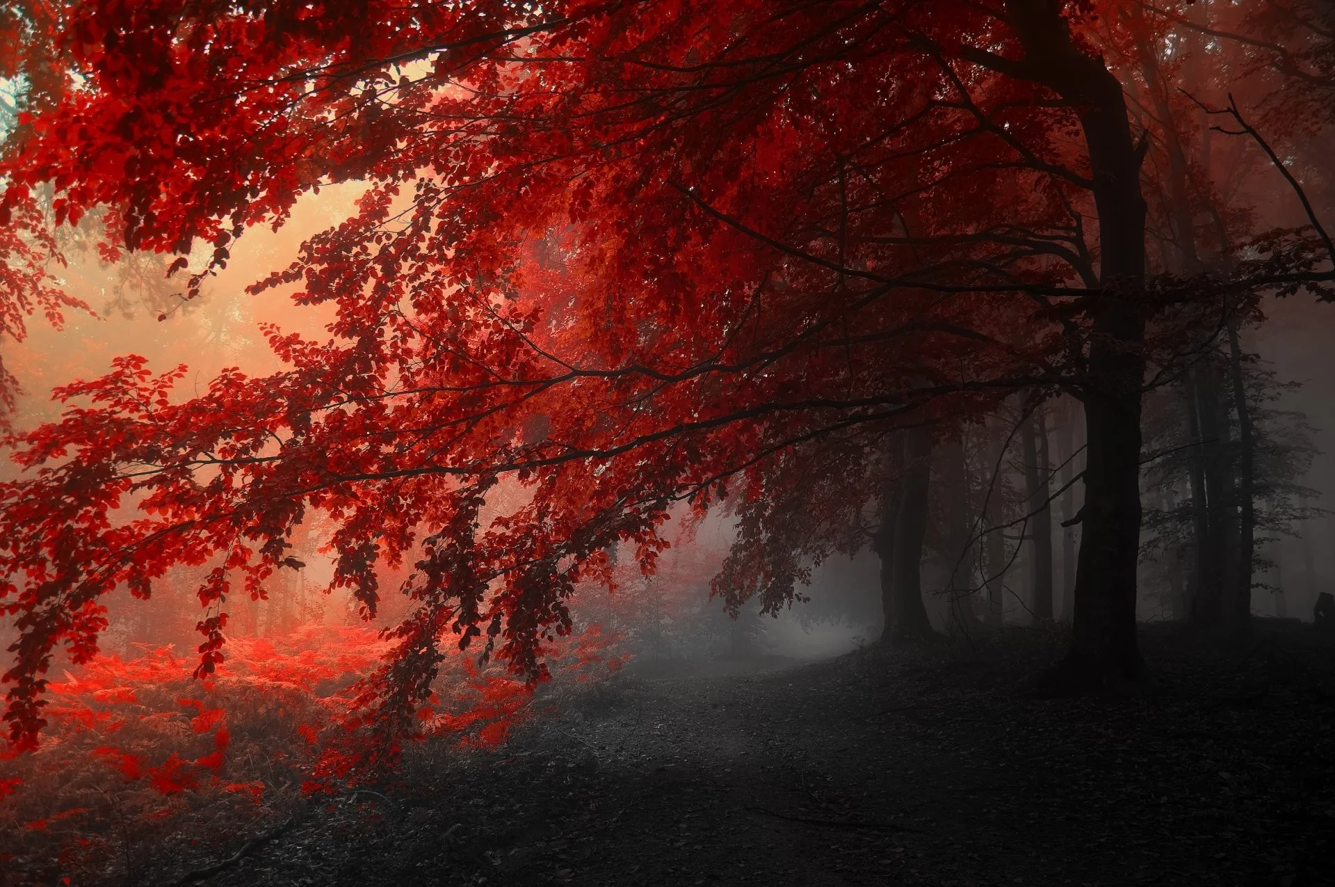 autumn tree red grey